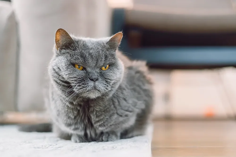 Katze schaut grimmig