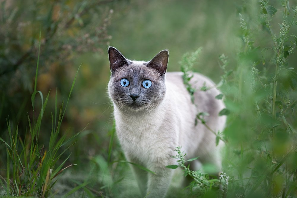 Thaikatze