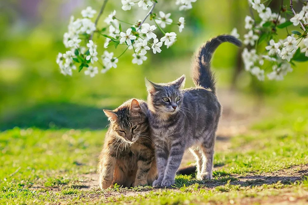 Zwei Katzen