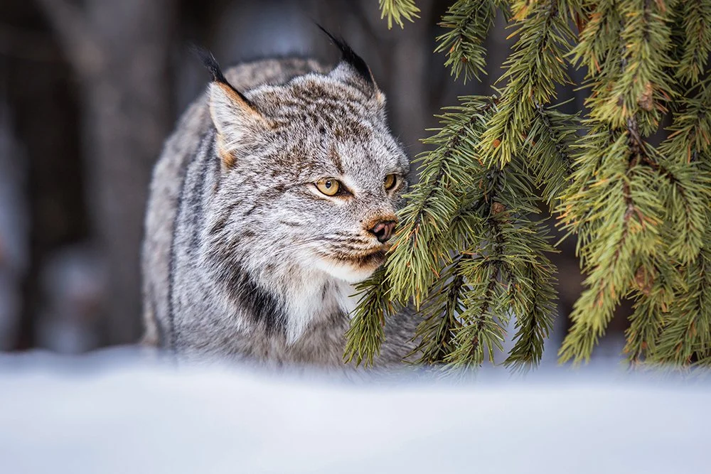 Kanadischer Luchs