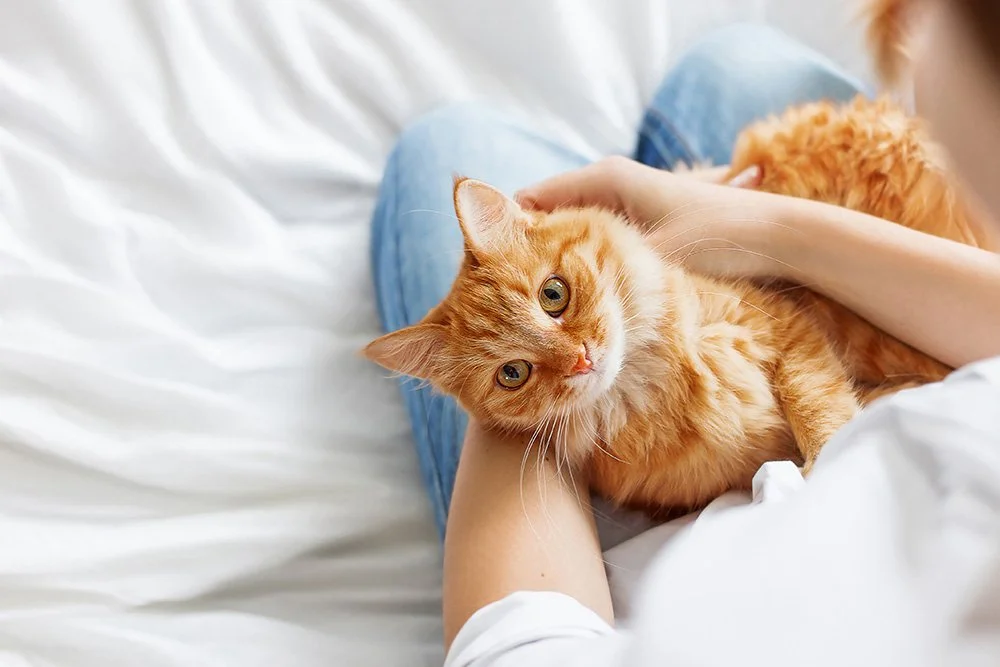 Katze liegt auf Bett