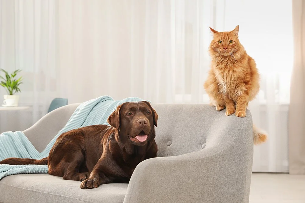 Hund und Katze auf Sofa