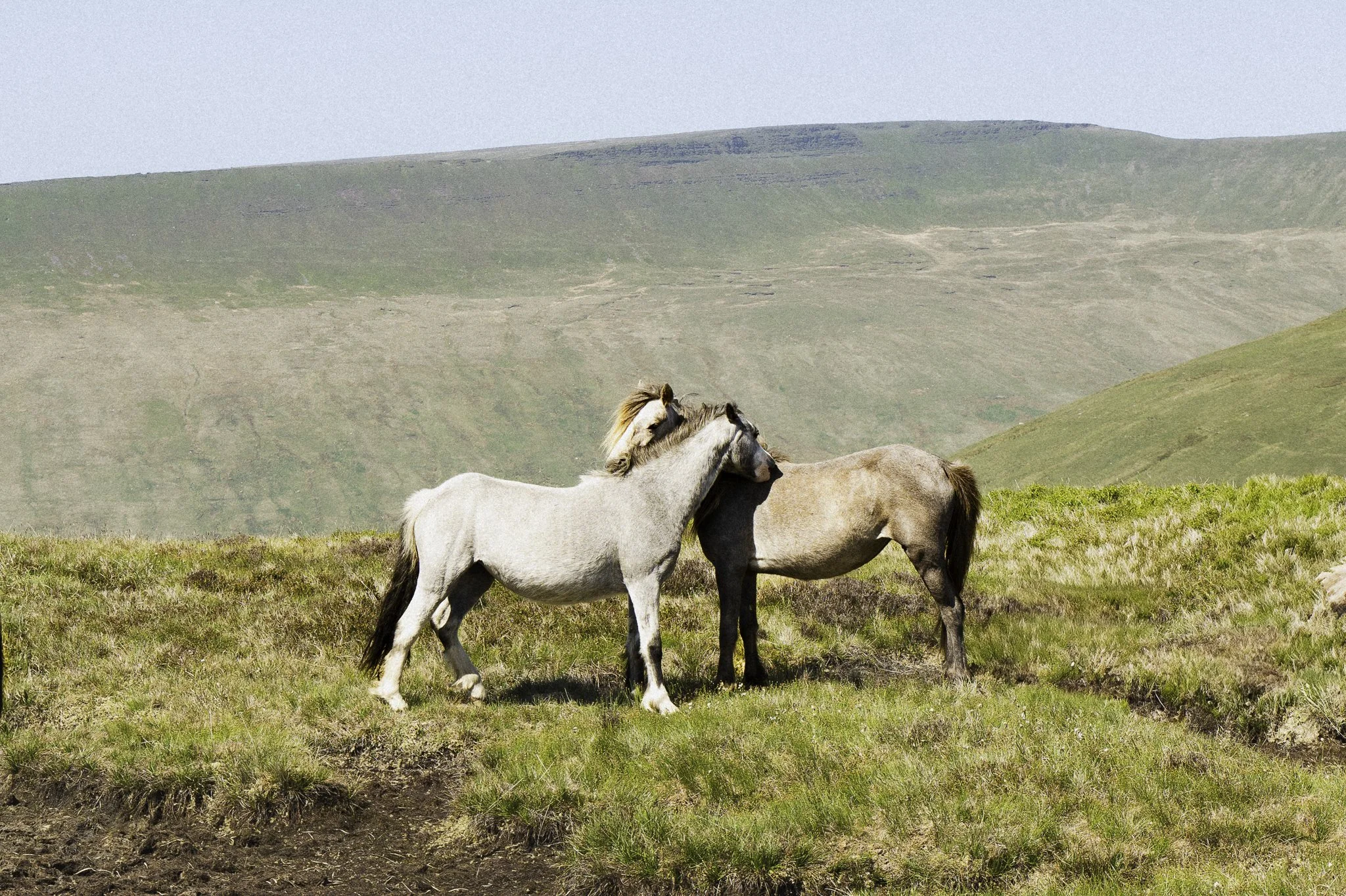 Two wild horses, one gray and one brown, standing close together on grassy terrain with rolling hills in the background.