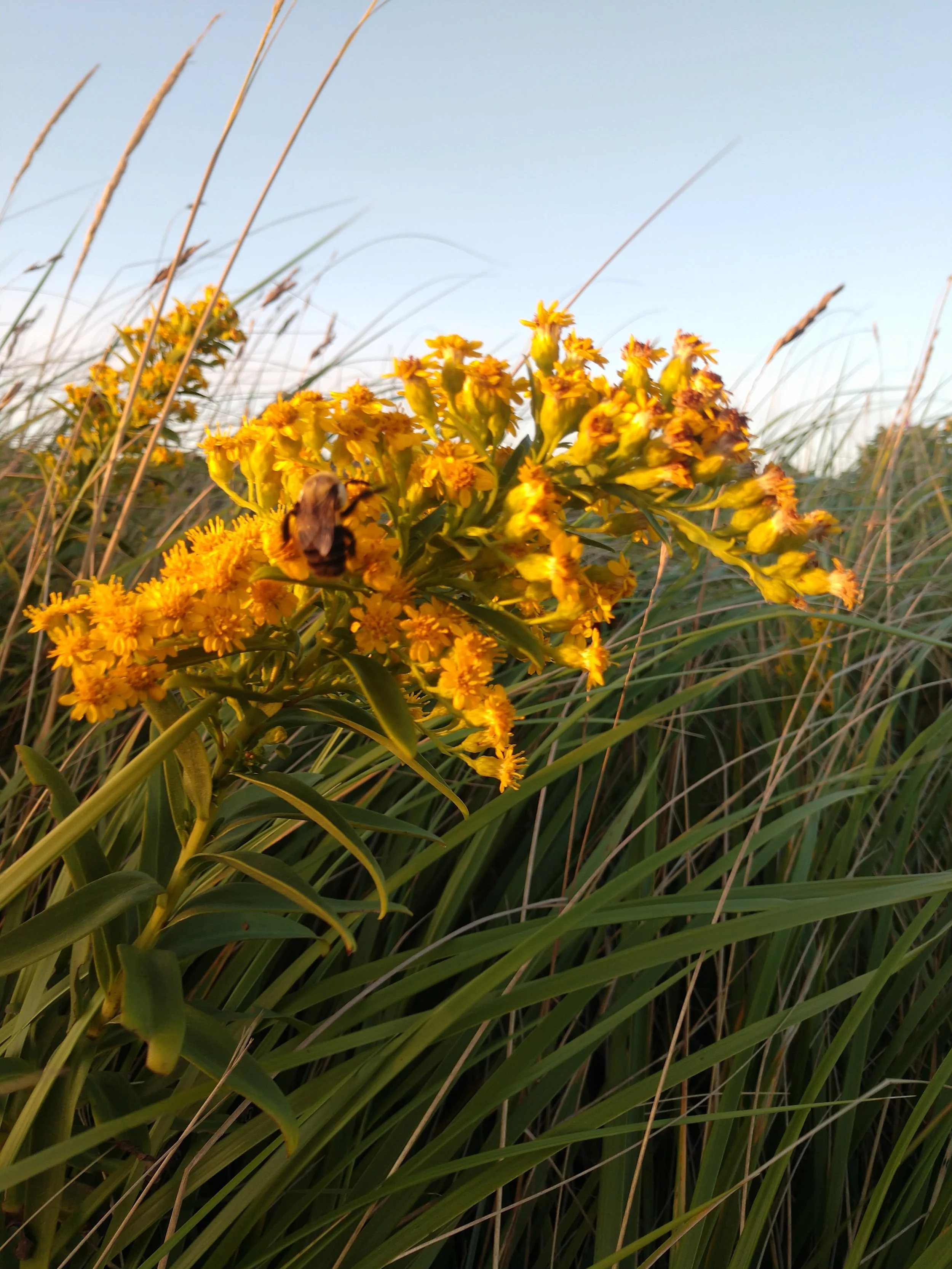 A yellow flowering plant in a grassy field with a bee on the flowers and a blue sky in the background.
