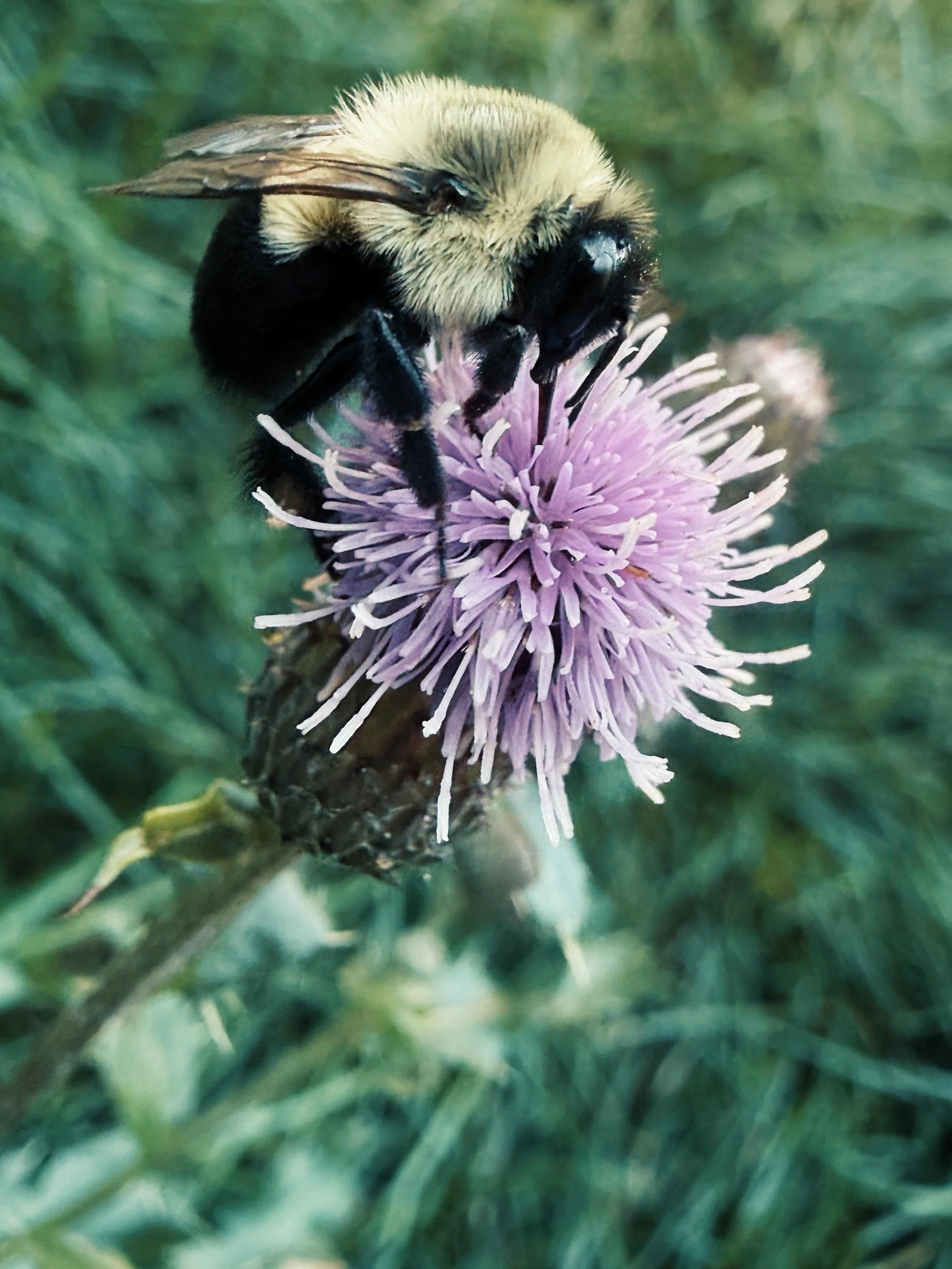 Not every plant in the garden needs to be something we intentionally planted.

What we call a &ldquo;weed&rdquo; can still have an important role to play&mdash;especially for pollinators. This thistle may not have made it onto my planting list, but i
