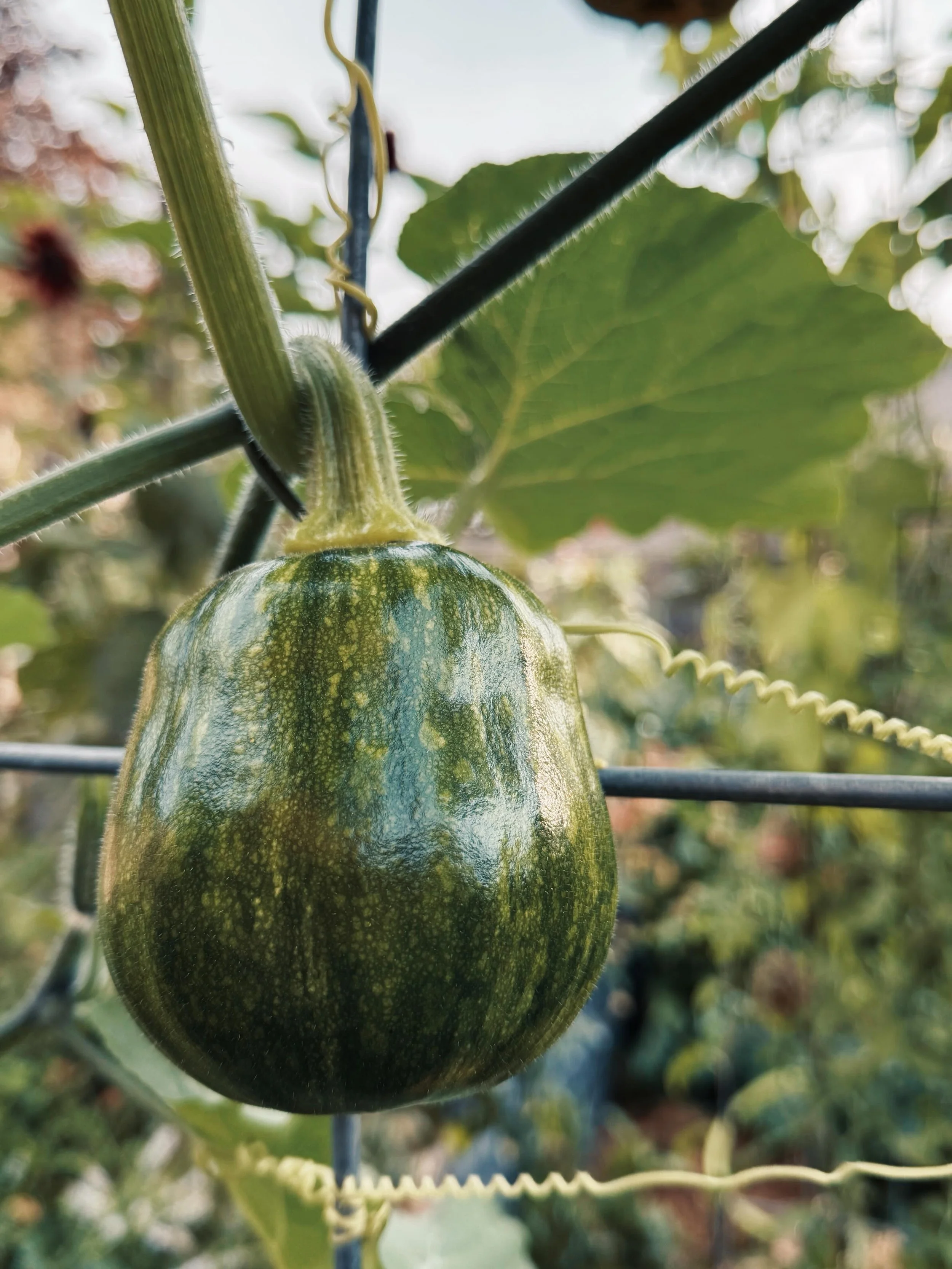 This Koginut squash from Row 7 Seeds is putting on quite the show. 🎃

Proof that you don&rsquo;t need acres of space to grow something interesting. 🌱

This Koginut is happily climbing the trellis and forming these gorgeous little fruits right in th