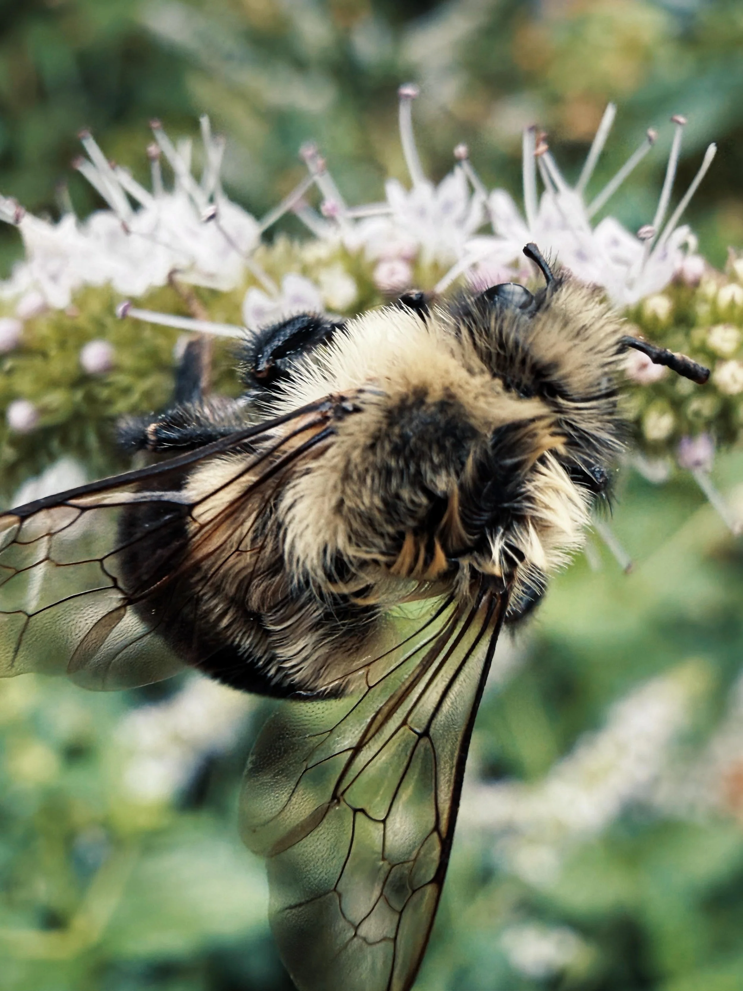 A little reminder that some of the most beautiful moments in the garden are the ones you have to slow down to notice. 🐝🌿

This fuzzy little pollinator was hard at work among the flowers&mdash;covered in pollen and completely unbothered by my camera