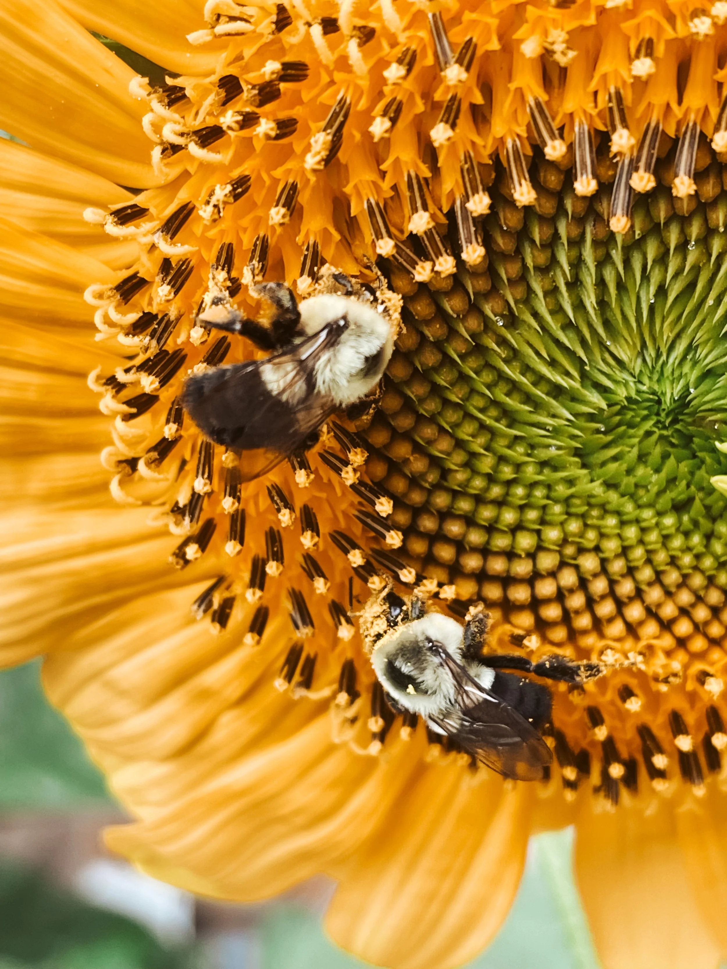 🌻 How to Save Sunflower Seeds: When to Harvest, Dry &amp; Store Them