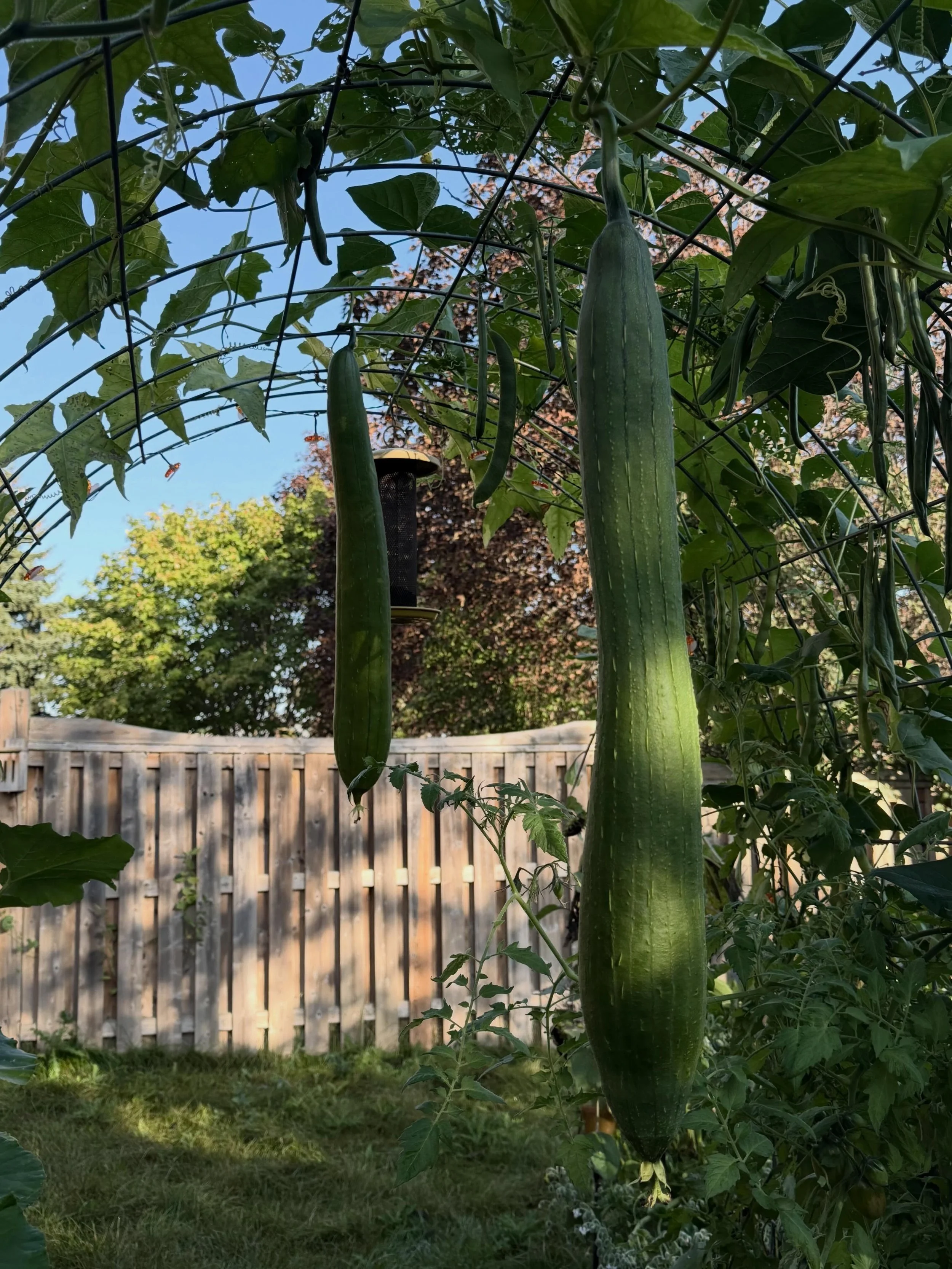 There&rsquo;s something pretty magical about harvesting a garden like this. 🌿💚

These luffa gourds started as tiny flowers and somehow turned into giant, hanging green beauties! I love growing food that makes me stop and think, &ldquo;I can&rsquo;t