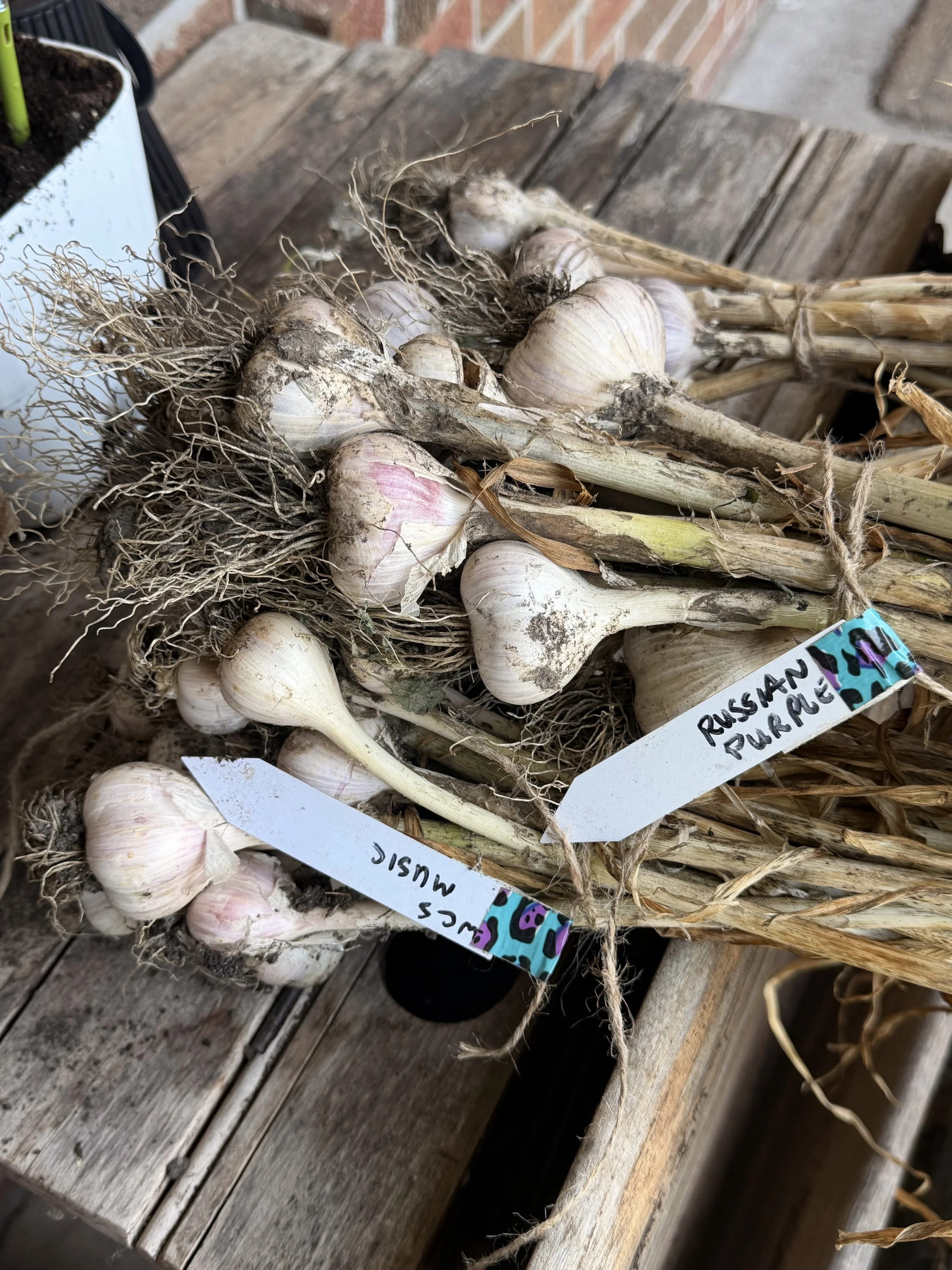 Fresh garlic bulbs with root ends and stems attached, tied with twine, arranged on a weathered wooden surface, with a handwritten label reading 'Russian Purple'.