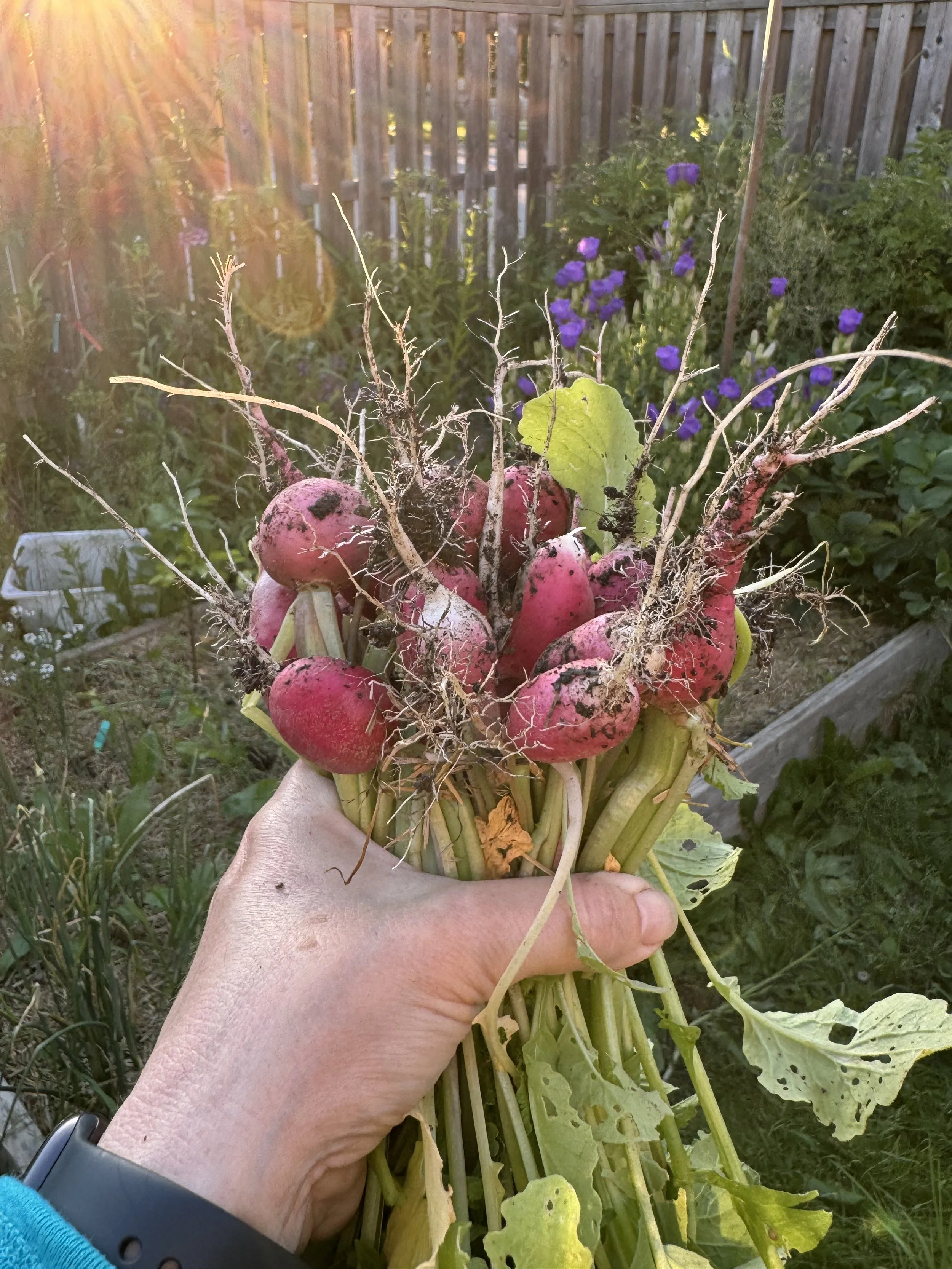 A person's hand holding freshly harvested red radishes with green leaves in a garden with purple flowers and a wooden fence in the background. The sun is shining brightly, creating a warm glow.