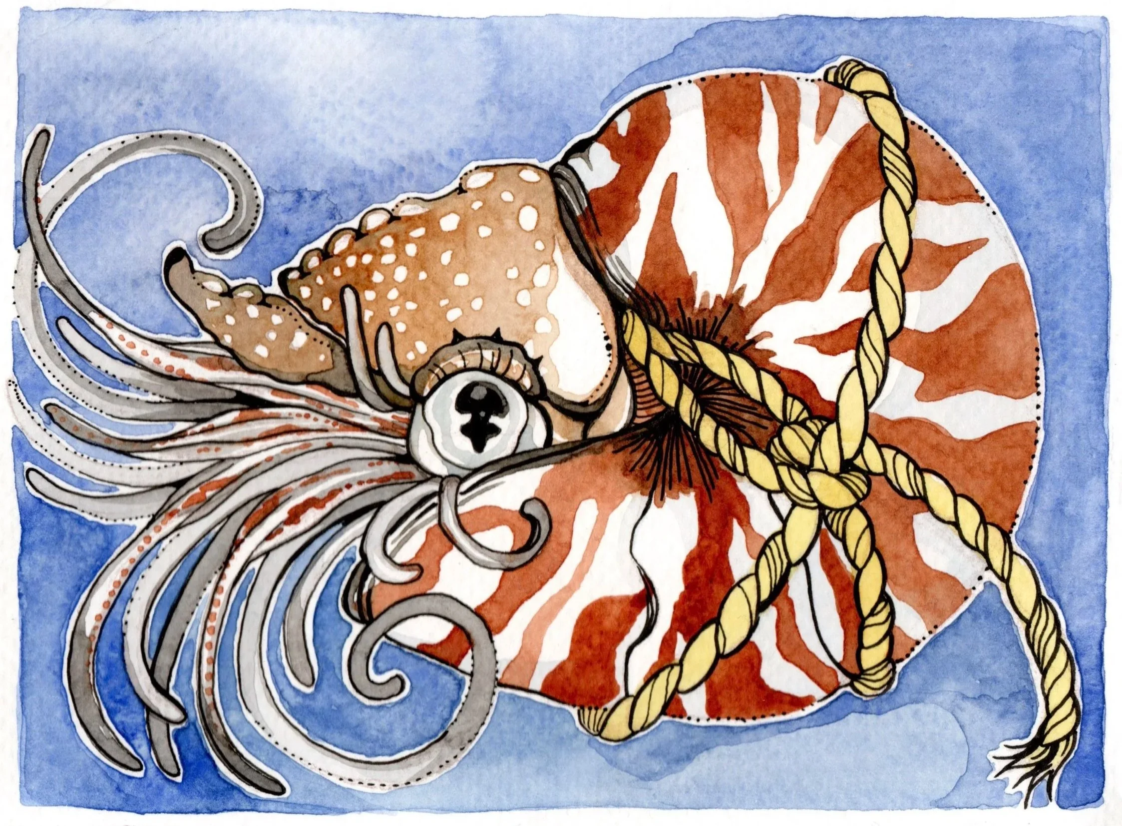 Tied+up+Nautilus_001.jpg