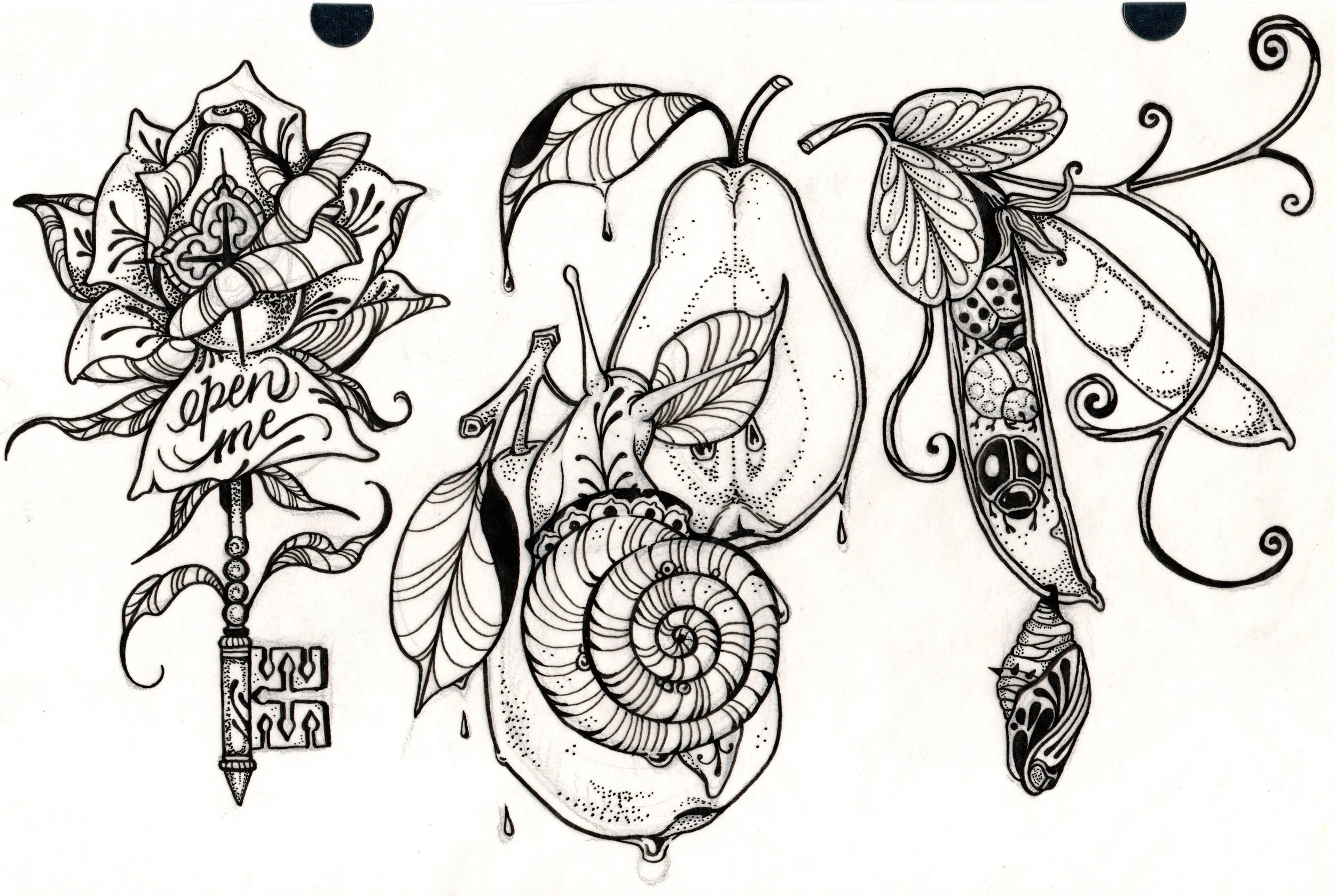 Rose, Snail and Peapods_001.JPG