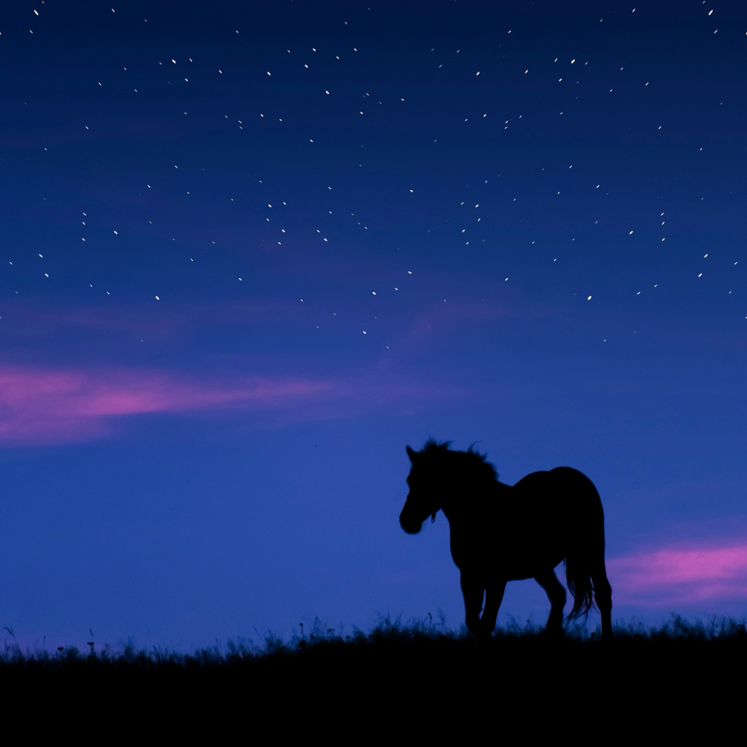 Canyonview Horse at Night.png