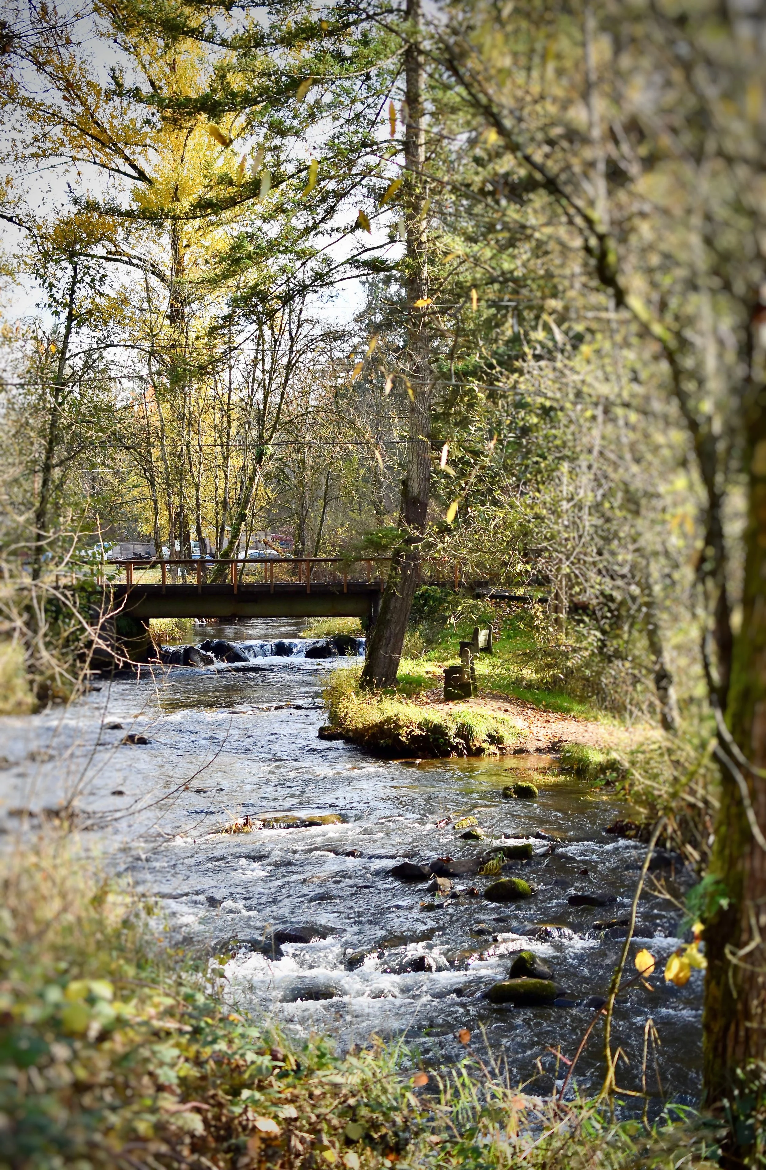 Drift Creek 4.jpg