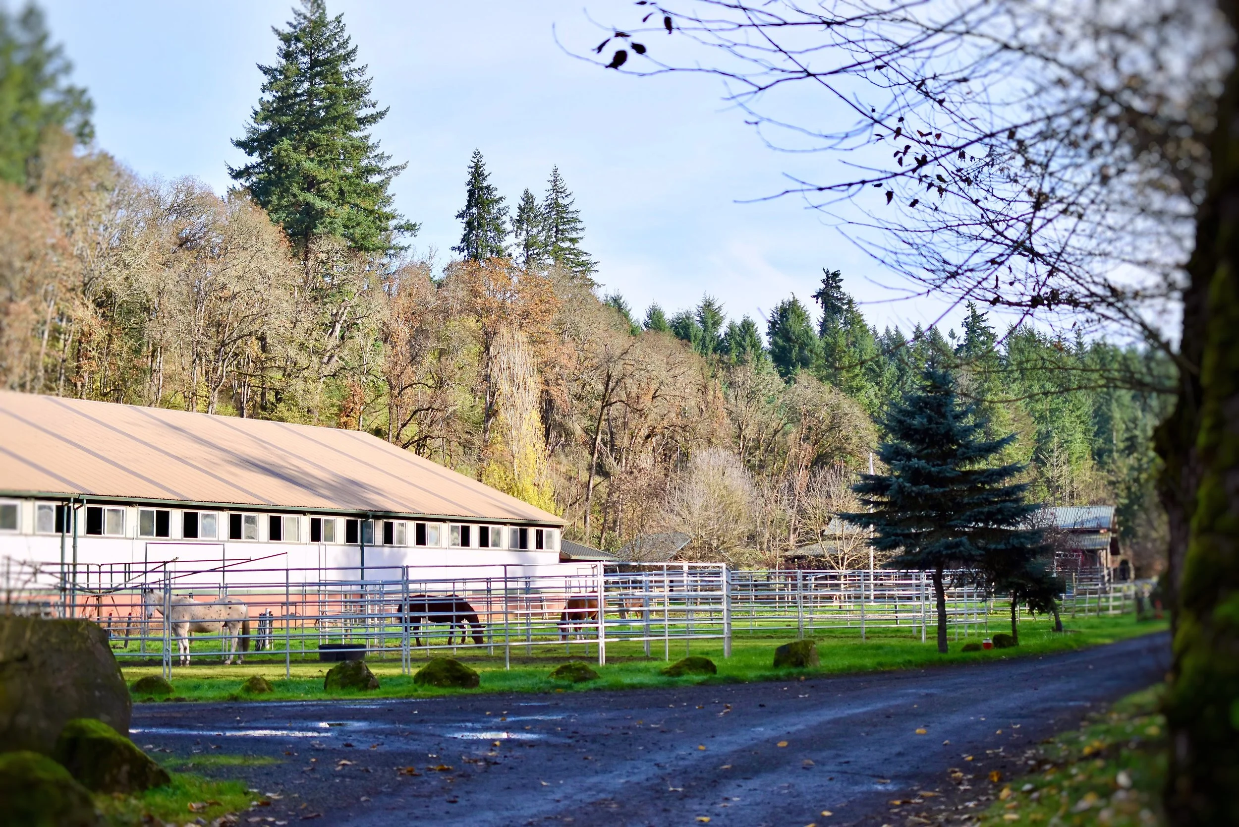 Ranch Area 1.jpg