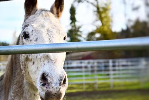 Equestrian Center2.PNG