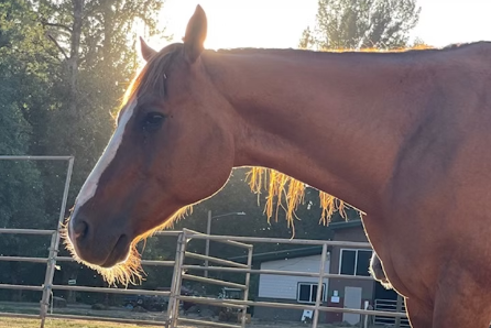 Equestrian Center3.PNG