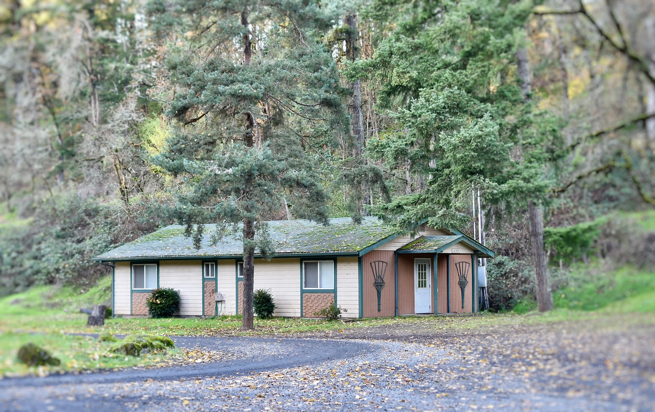 Alder Cabin.jpg
