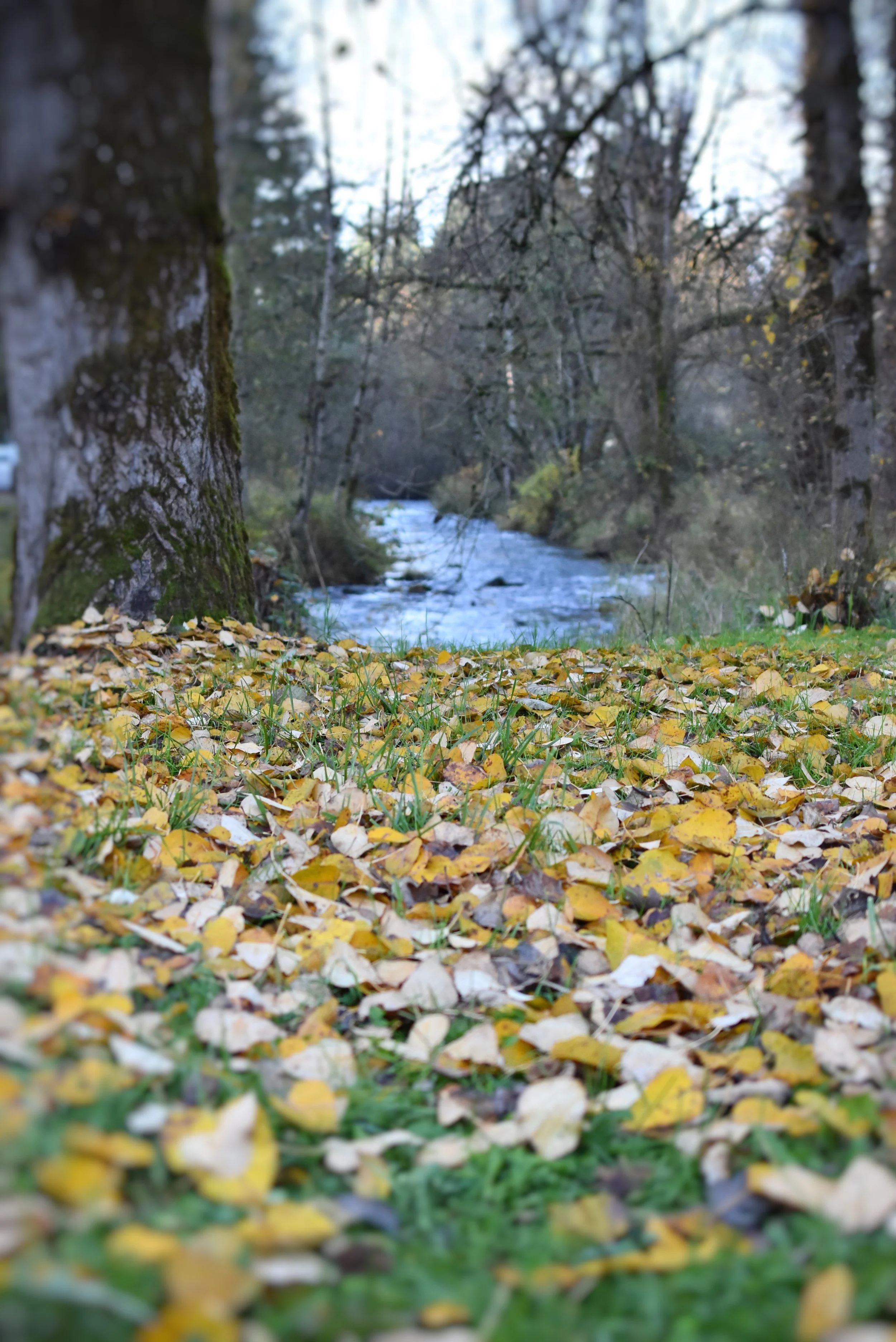 Drift Creek 6.jpg