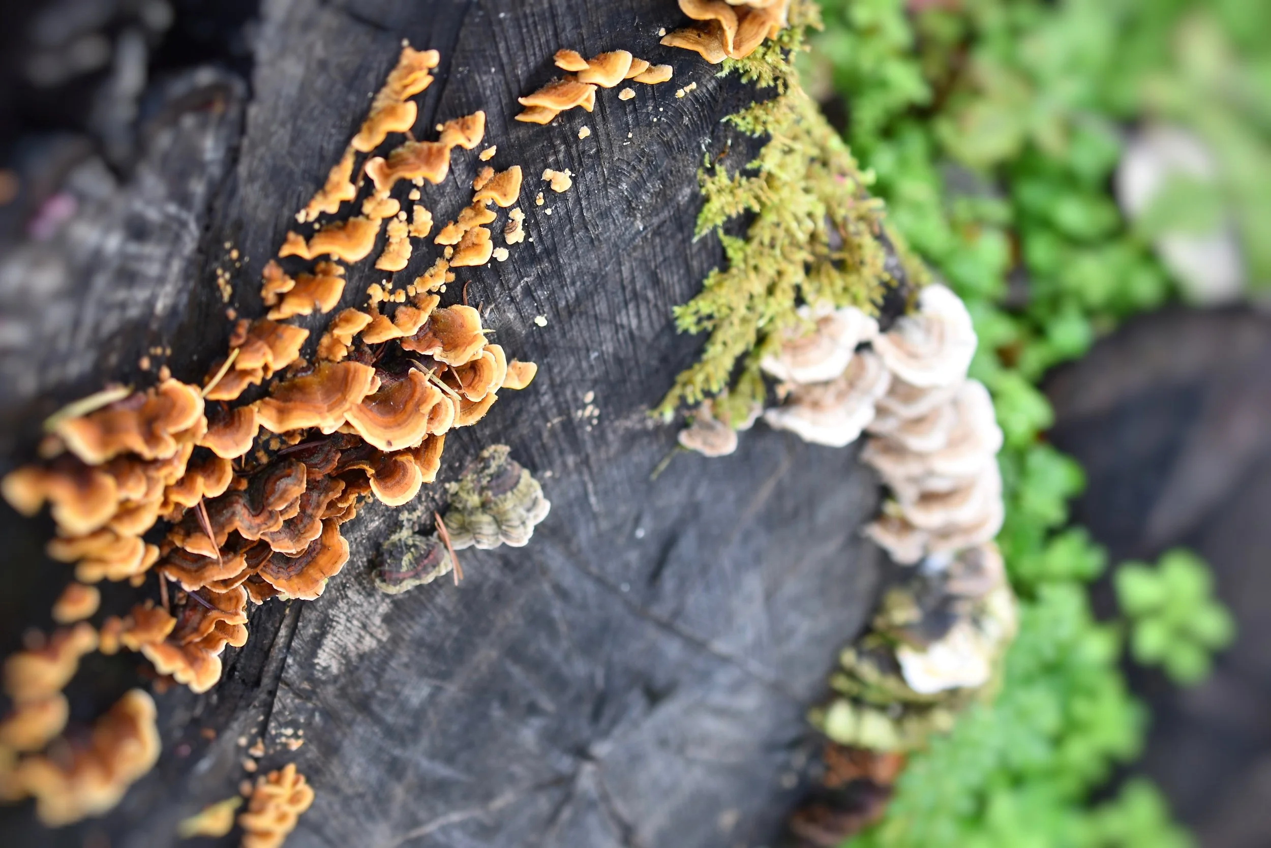 Fungi.jpg