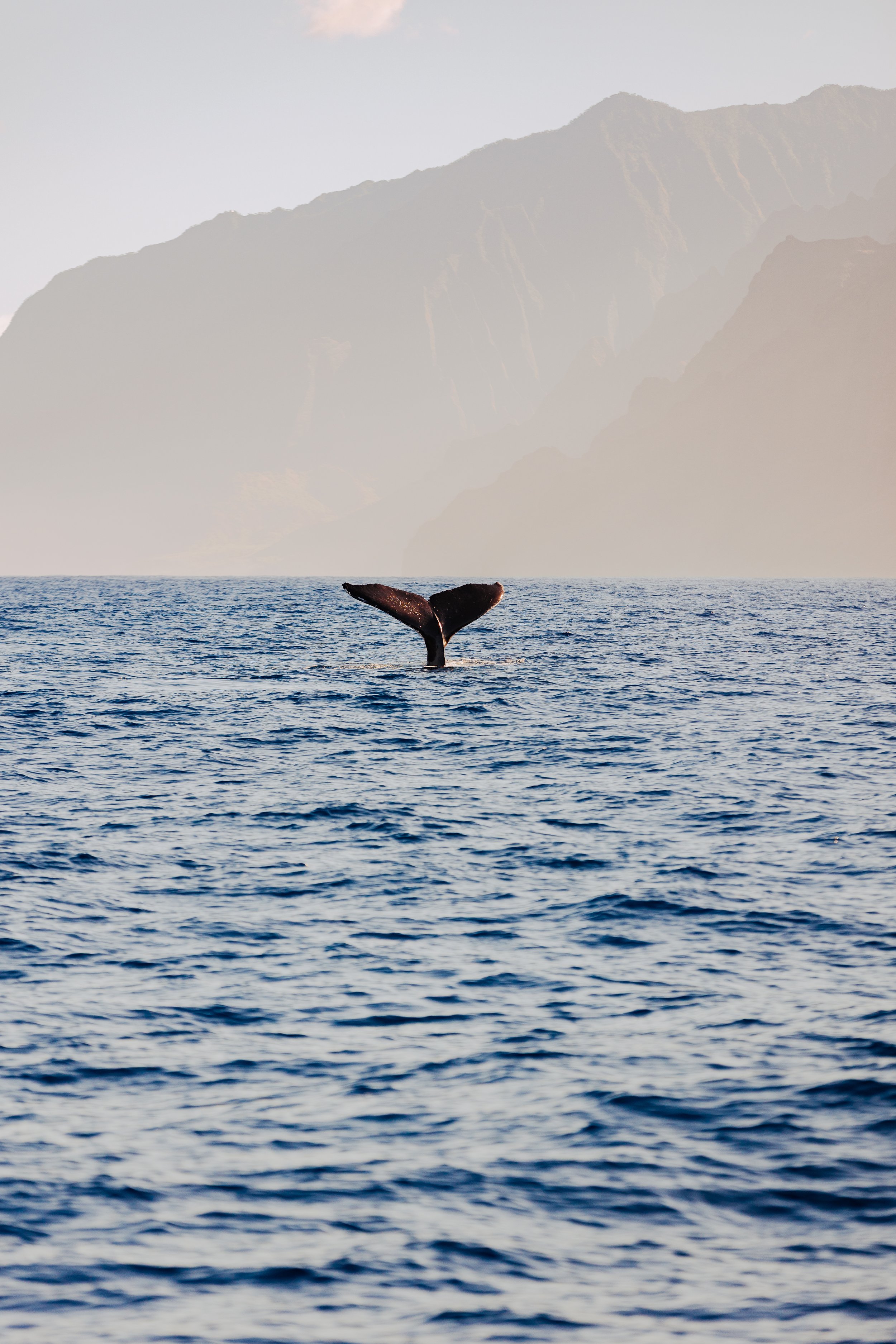 The tail of a whale visible above the surface of the ocean, with mountains in the background.