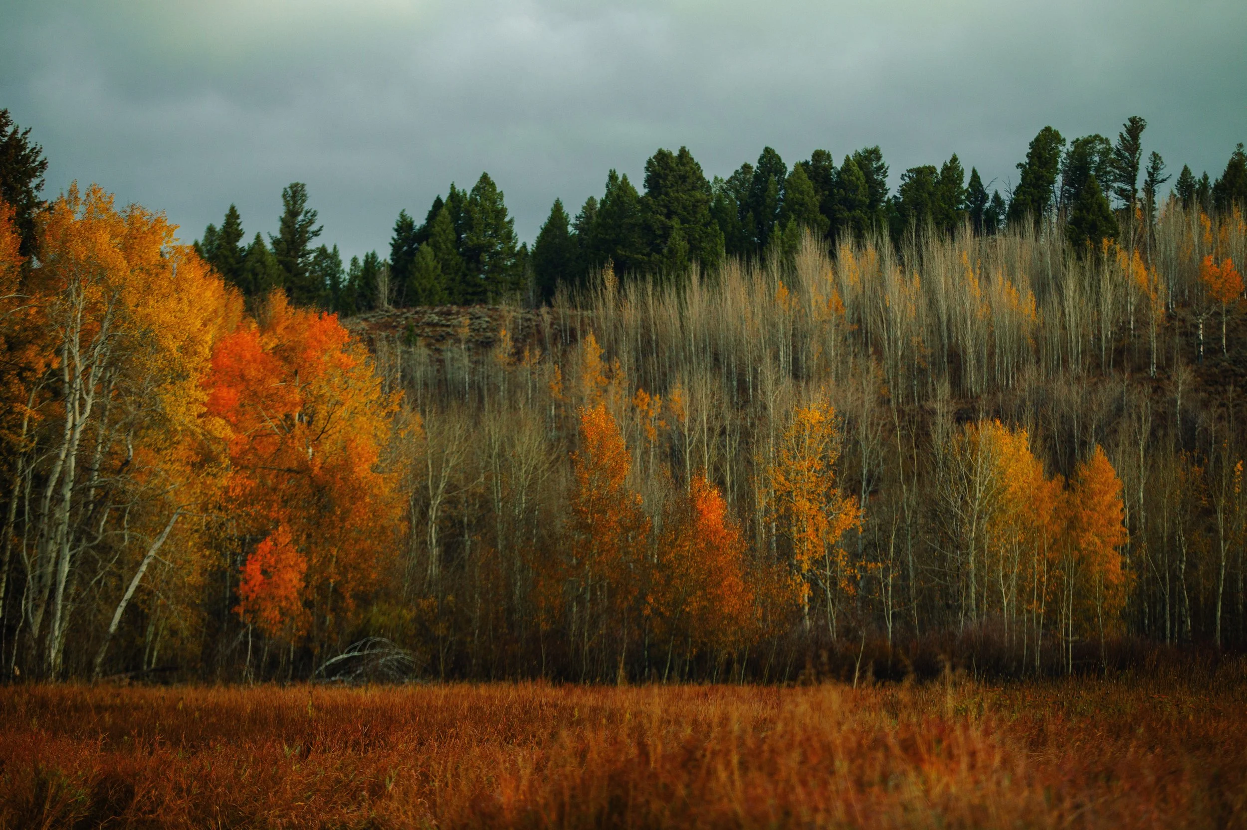 Autumn landscape with orange, yellow, and green trees on a hillside under a cloudy sky.