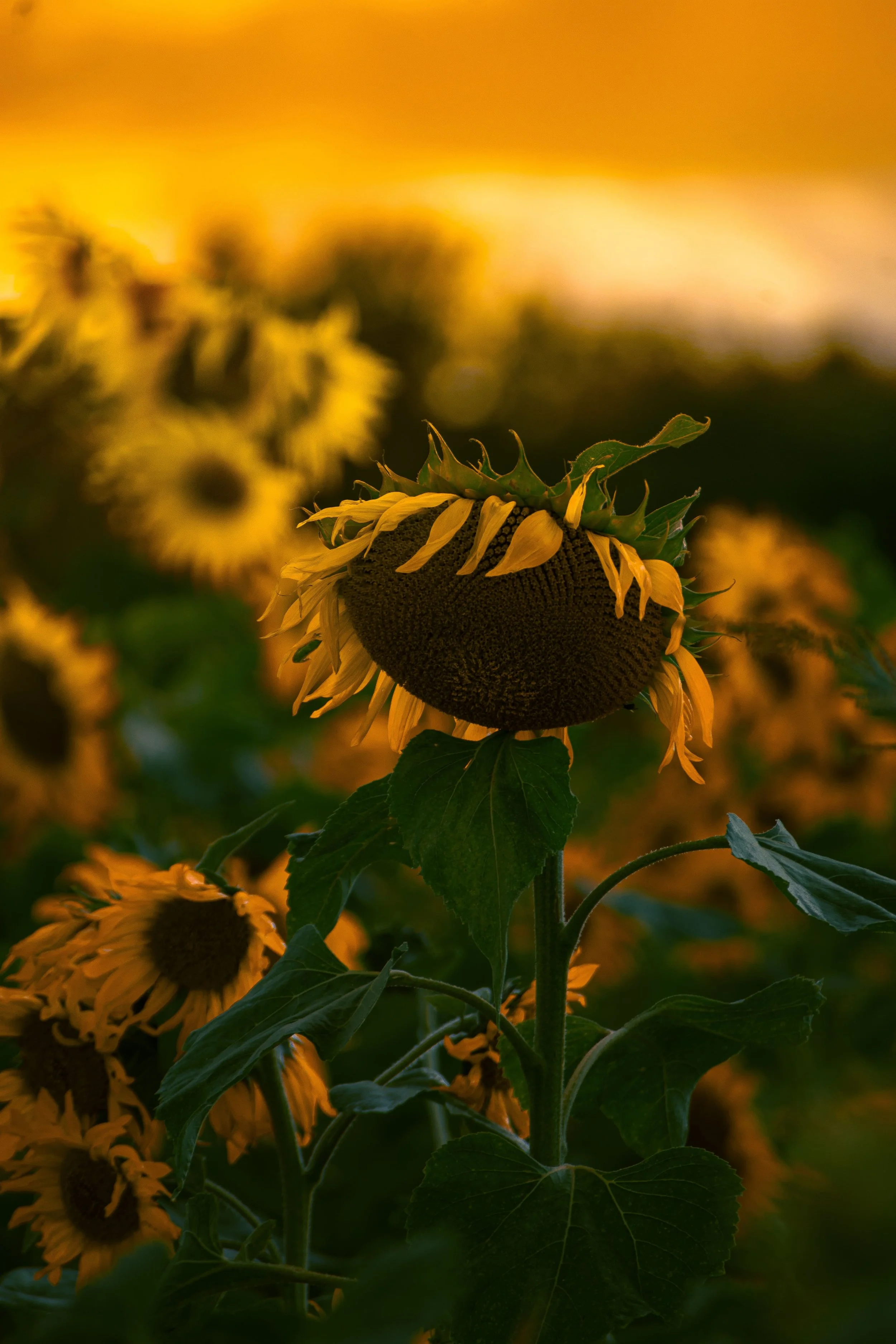 Drooping sunflower in a field.