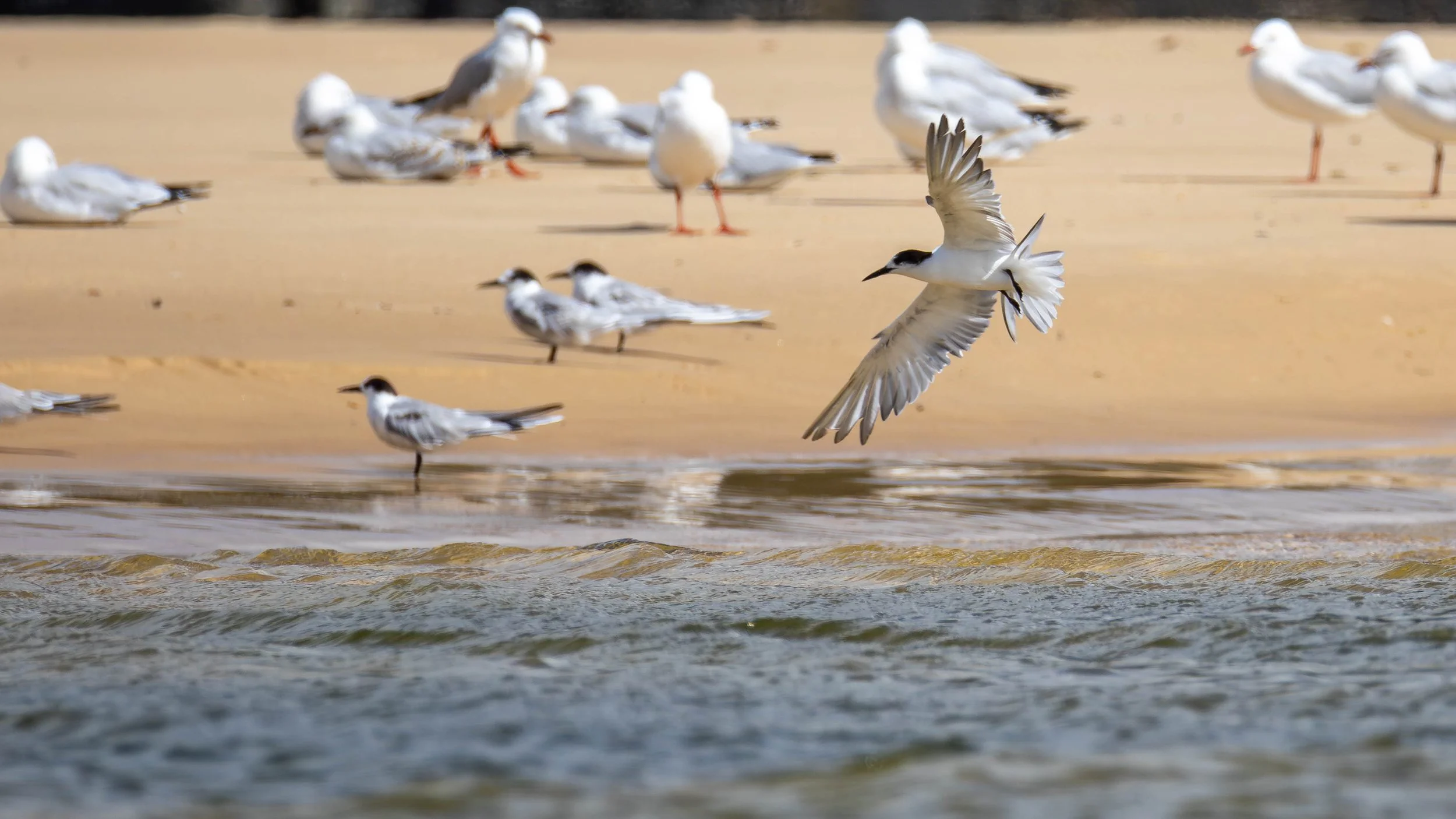 Australian_Terns