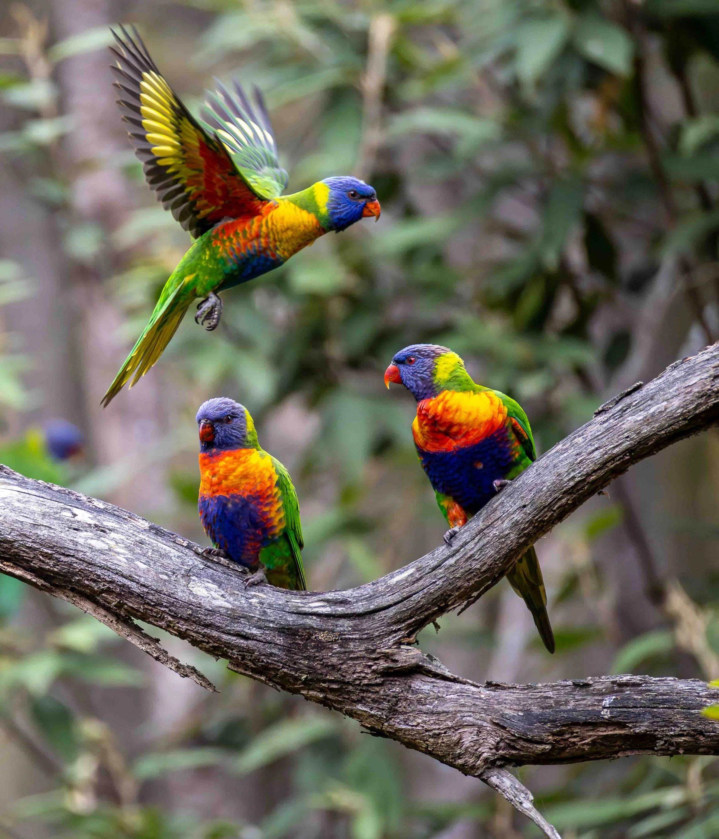 Three Rainbow Lorikeets, two on a branch and one flying above them. Birdsland, VIC