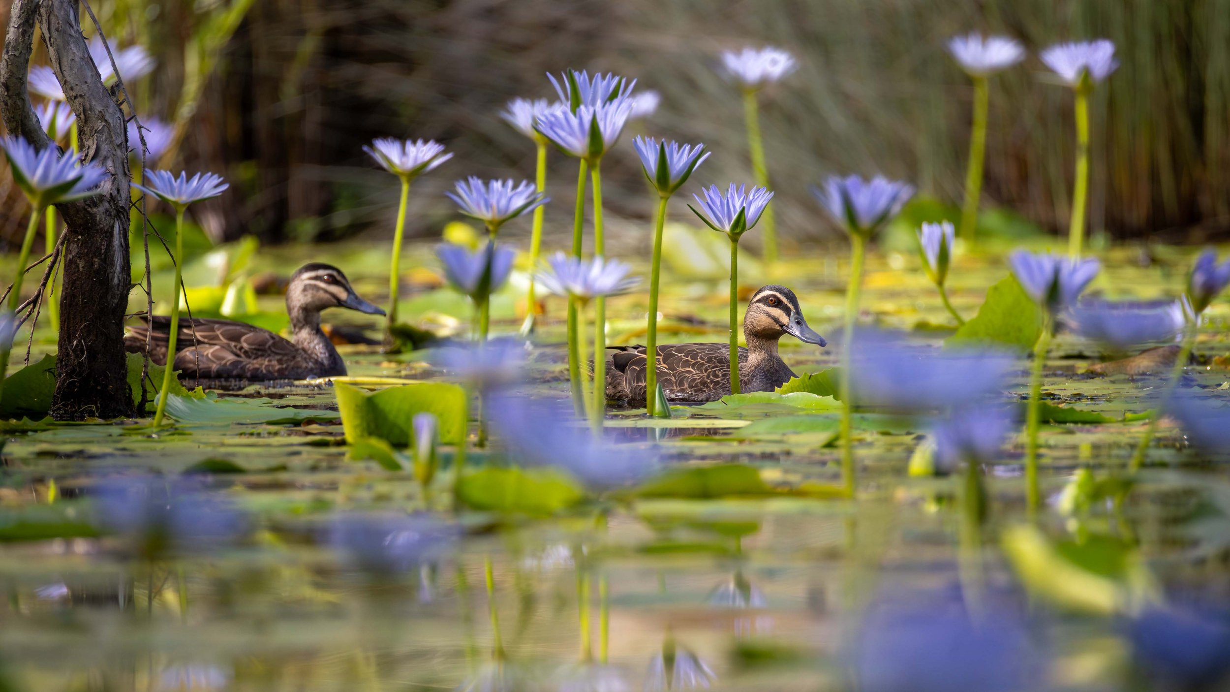 Two Pacific Black Ducks swimming in a lake amingst water lily flowers. Urunga Wetlands, northern NSW