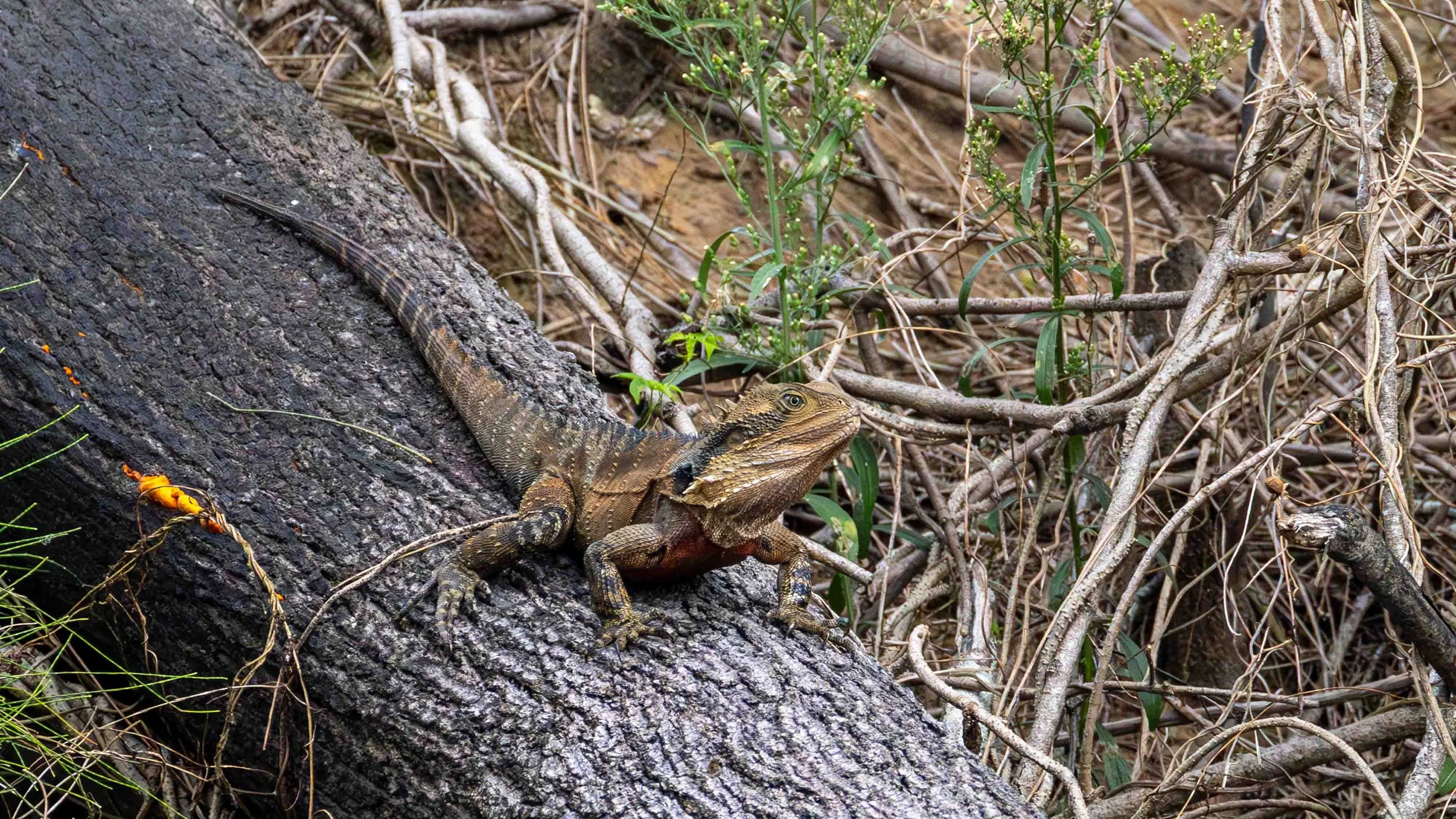 Eastern Water Dragon basking on a log, Everlasting Swamp, northern NSW