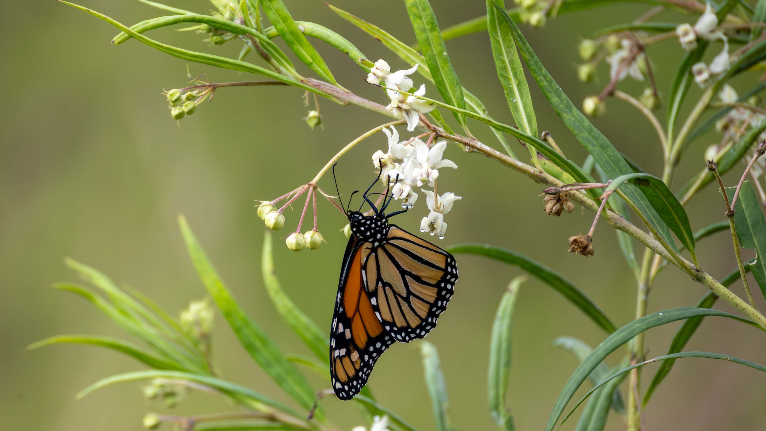 Wanderer butterfly, Everlasting Swamp, northern NSW