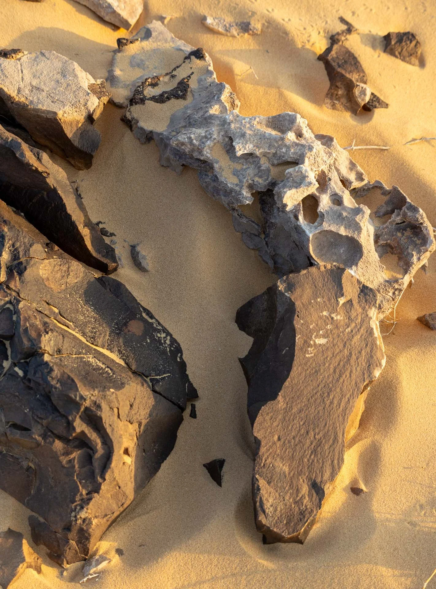 _MG_2915.jpg