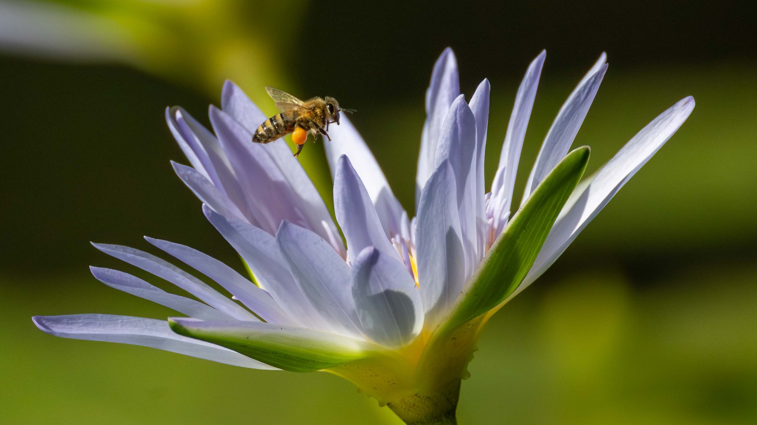 Urunga Wetlands, northern NSW