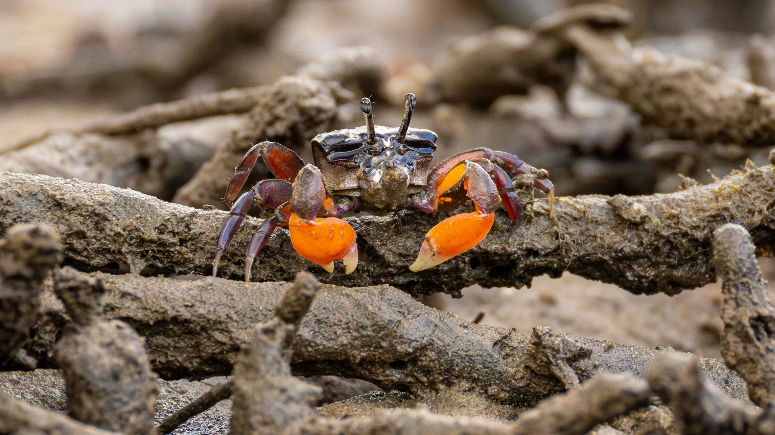 Mangrove Forest, Yellow Rock Island
