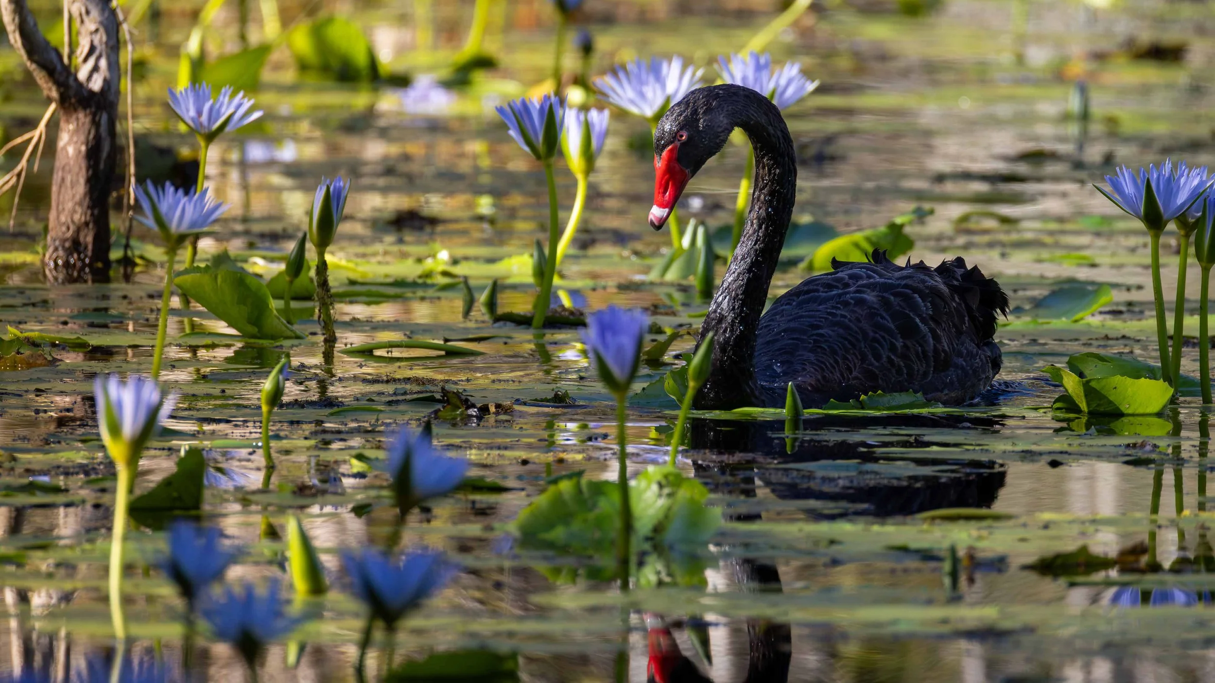 Urunga Wetlands (revisited)