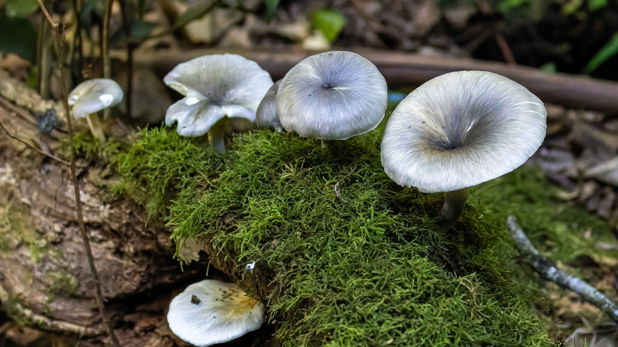 _MG_3246-DxO_DeepPRIME 3.jpg