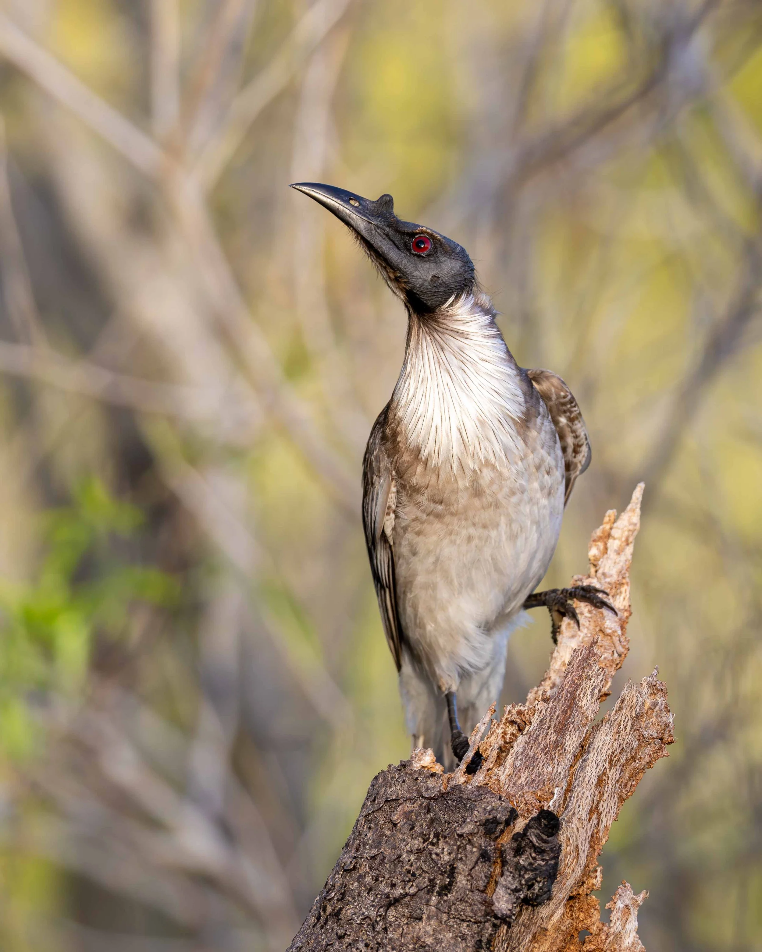 Angourie Back Beach, Yuraygir National Park