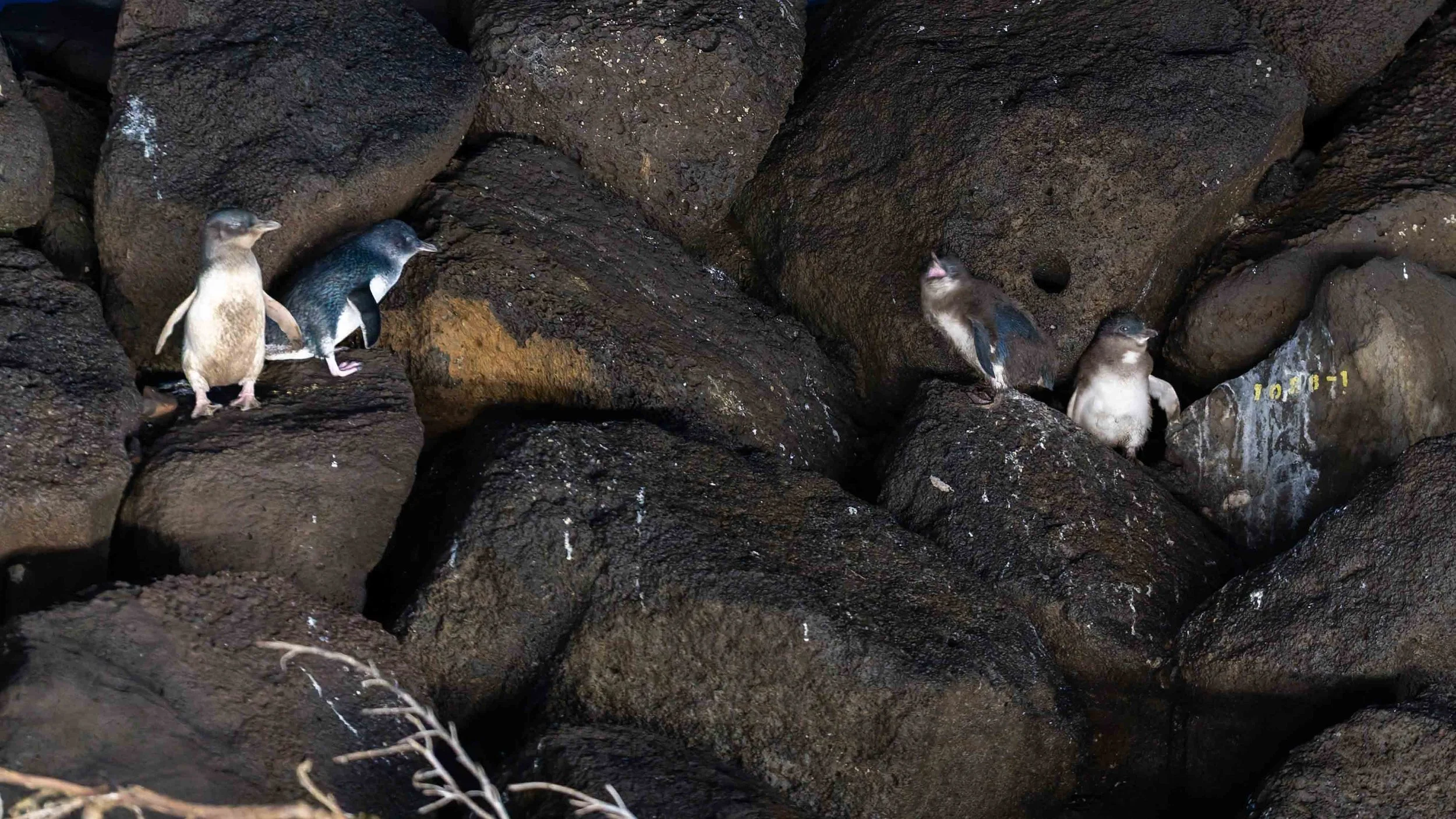 Little Penguins at St Kilda Breakwater