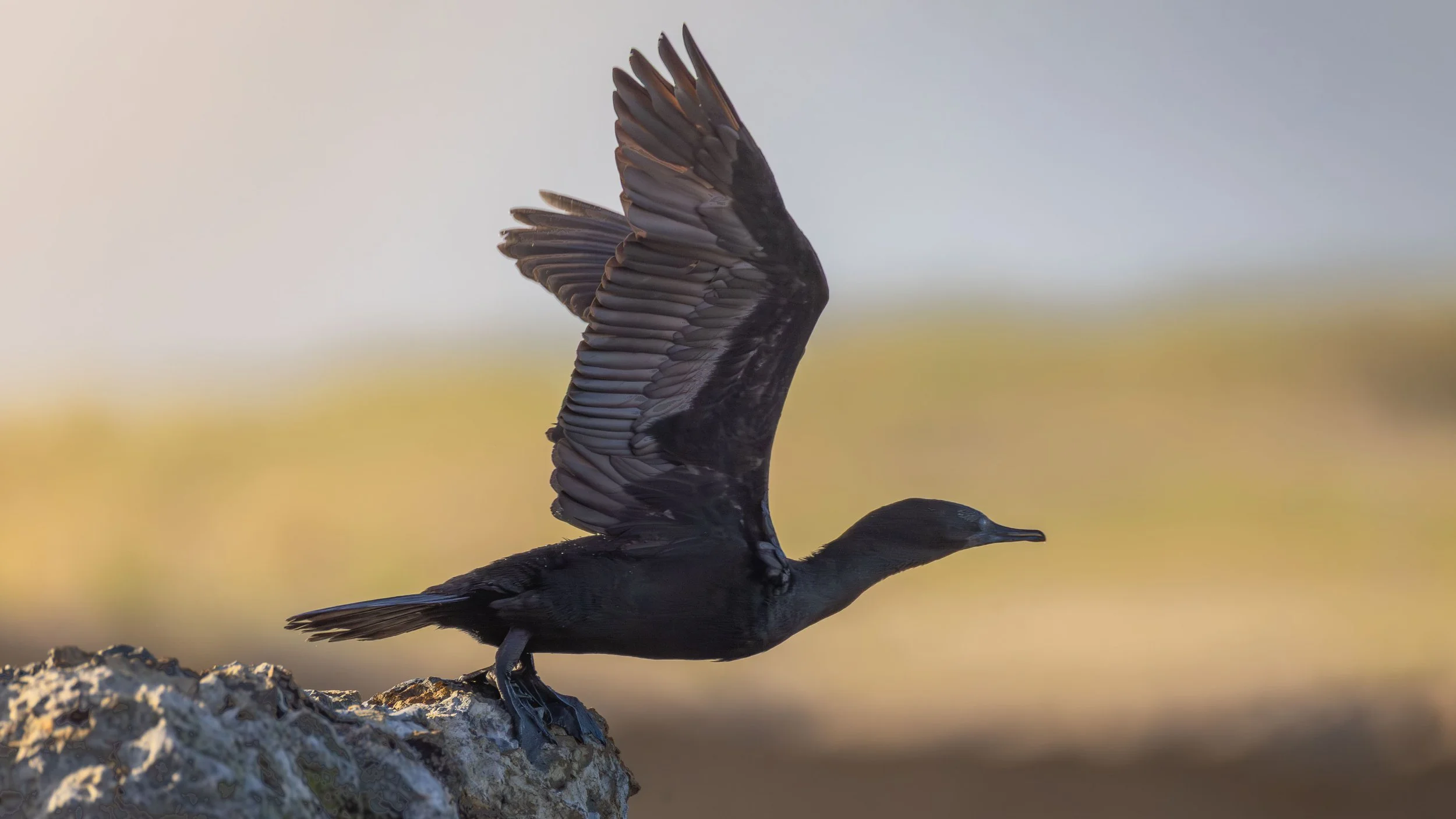 Little_Black_Cormorant