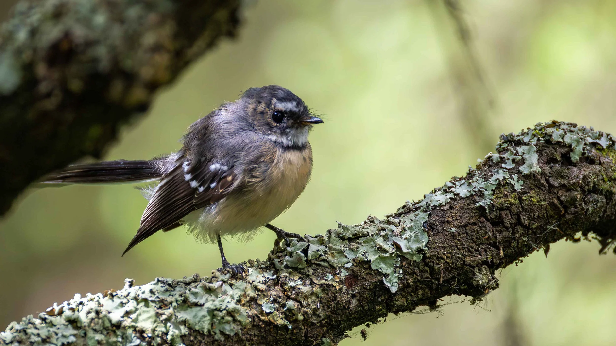A White-browed Scrubwren on a mossy branch. Birdsland, VIC
