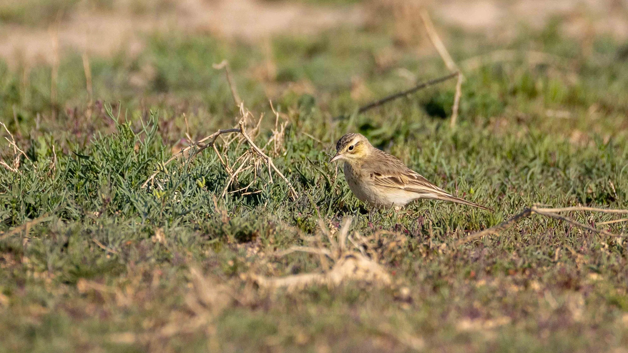 Tawny Pipit amongst green desert vegetation. Southern Arava, Israel