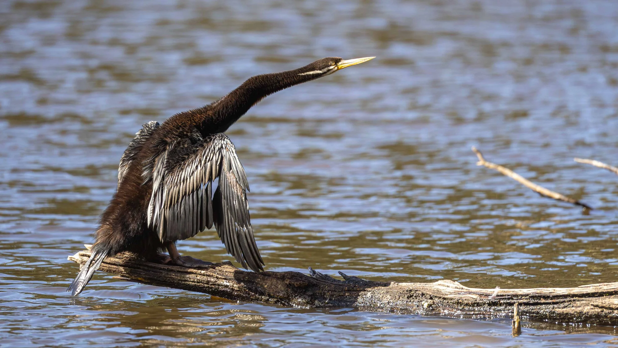 An Australasian Darter on a log on water, neck extended. Birdsland, VIC