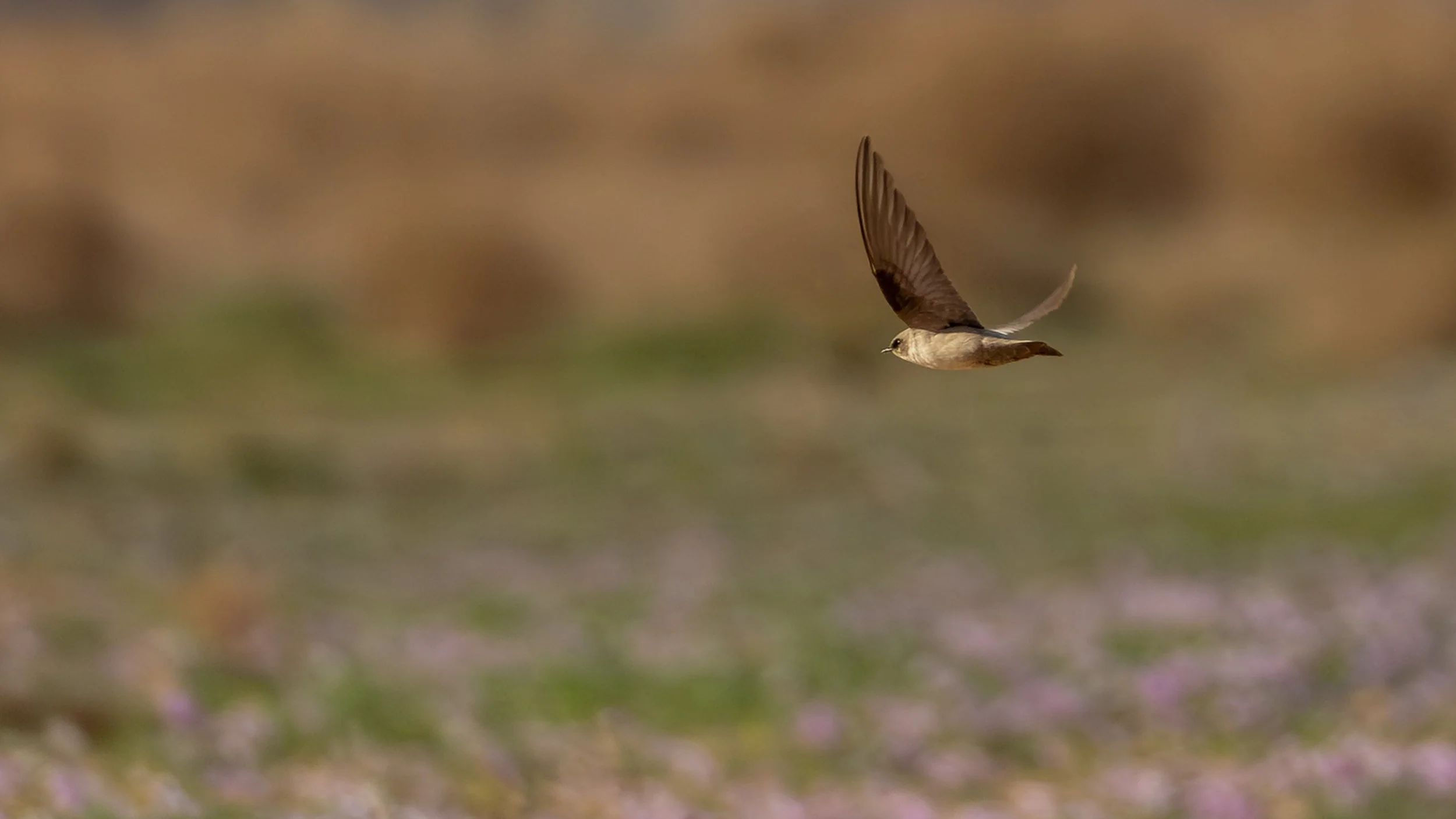 A Pale Crag-Martin flying over a desert field with green plants and purple flowers. Southern Arava, Israel