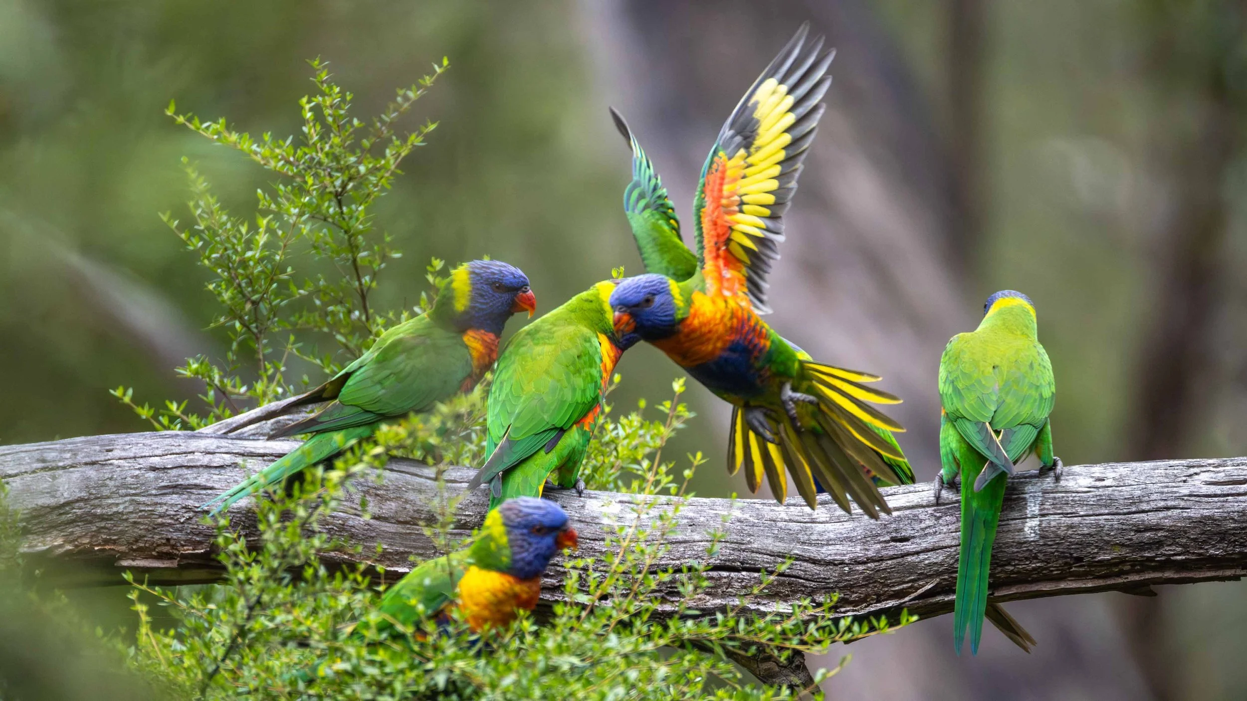 Rainbow Lorikeets on a branch, one flying. Birdsland, VIC