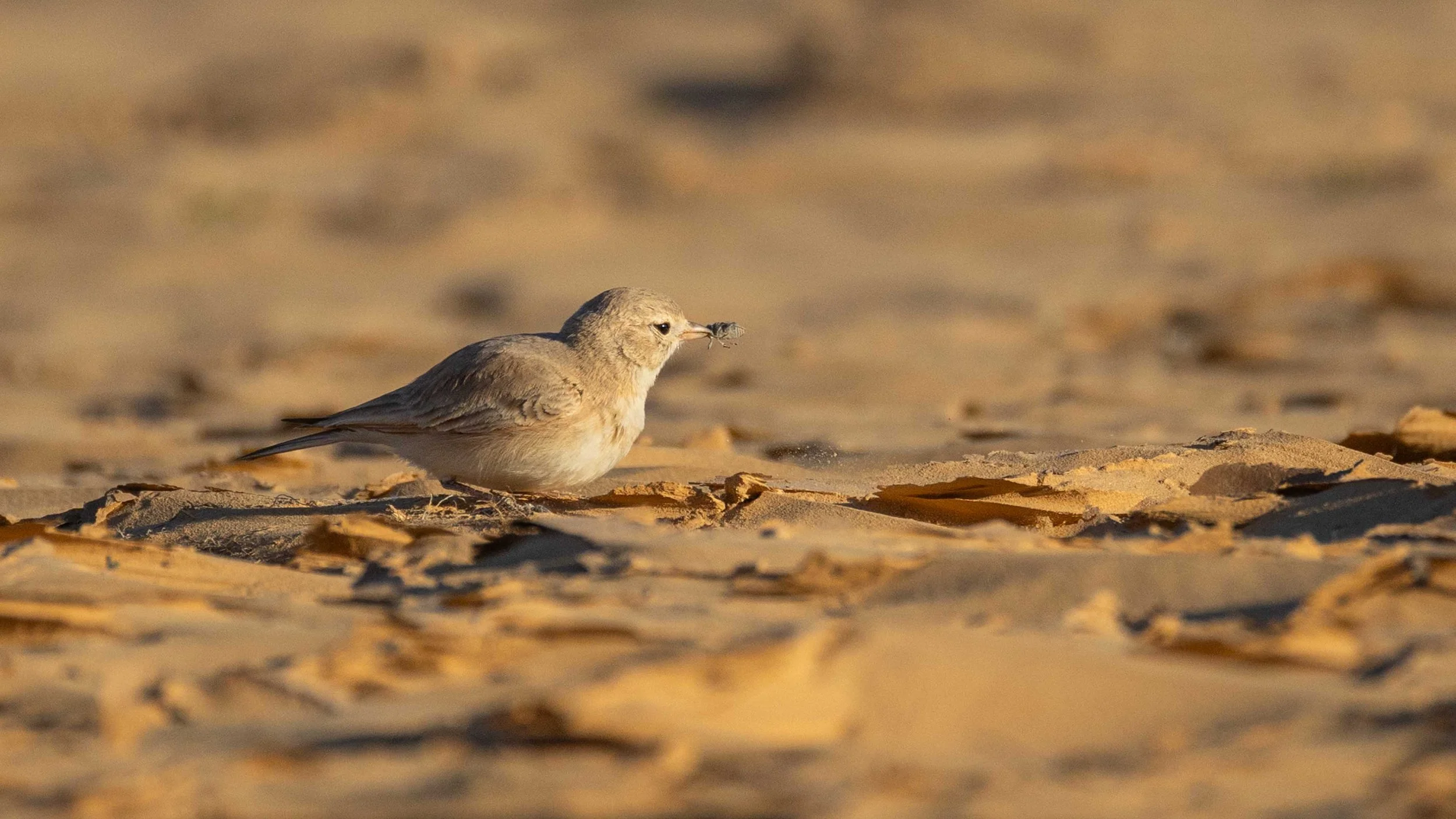 Bar-tailed Lark with a beetle in its beak in desert surroundings. Southern Arava, Israel