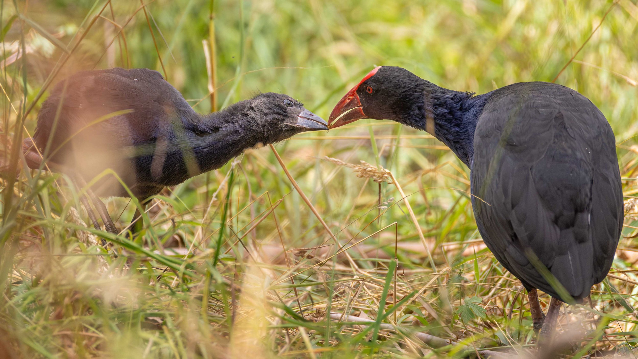 An adult Australasian Swamphen passes a seed to a juvenile, their beaks touching. Birdsland, VIC