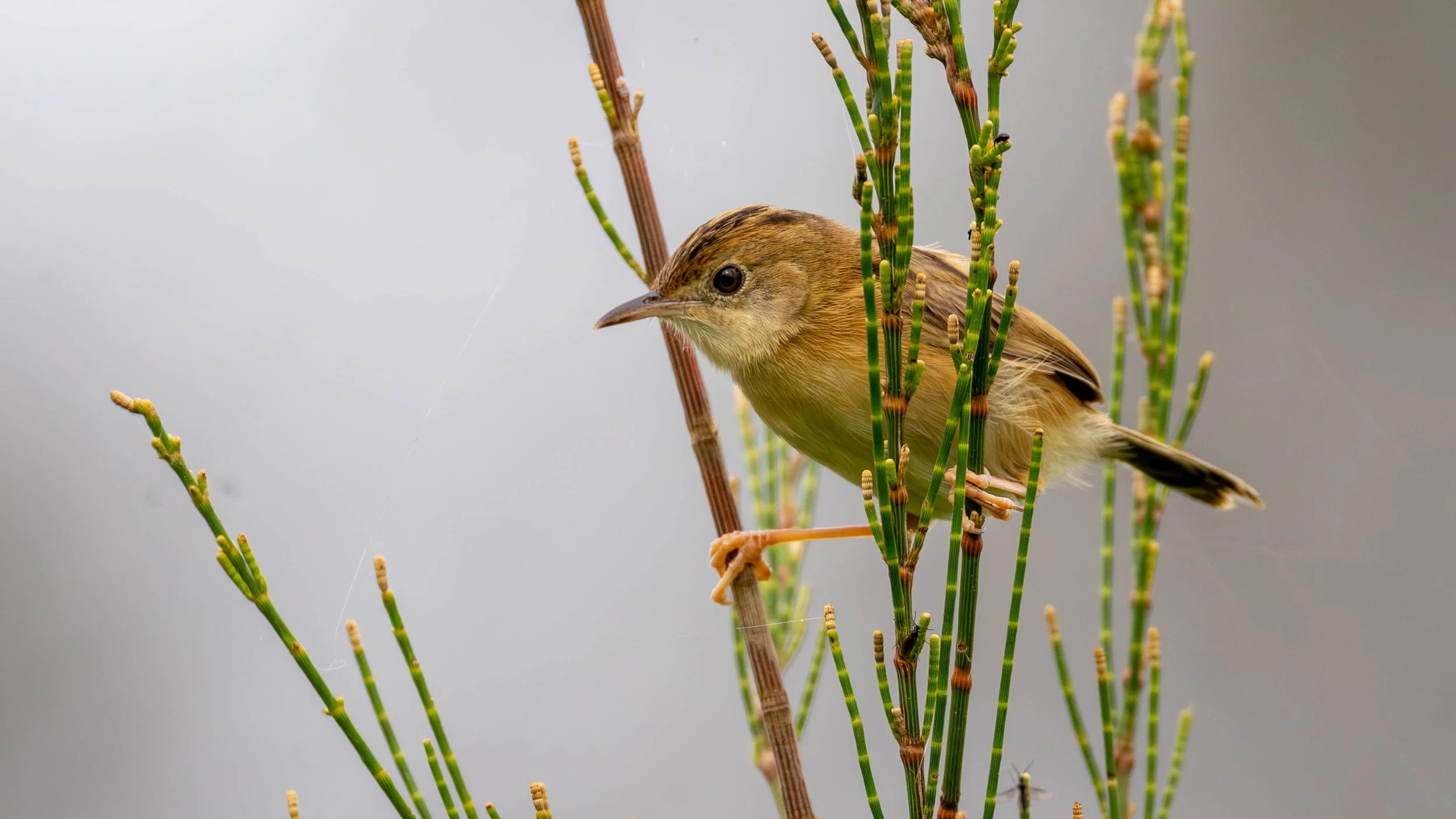 Golden-headed Cisticola