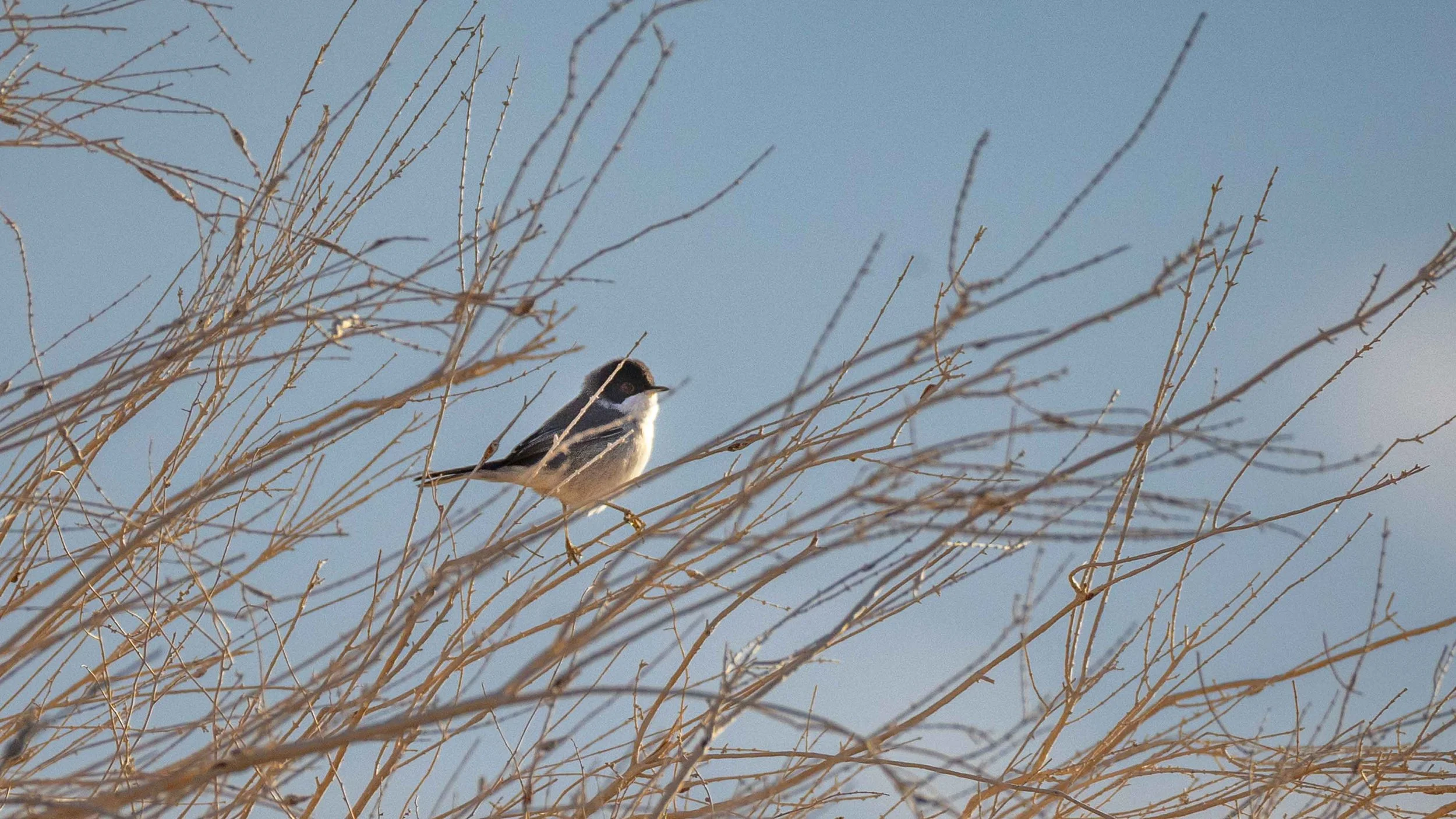 Sardinian warbler, southern Arava, Israel